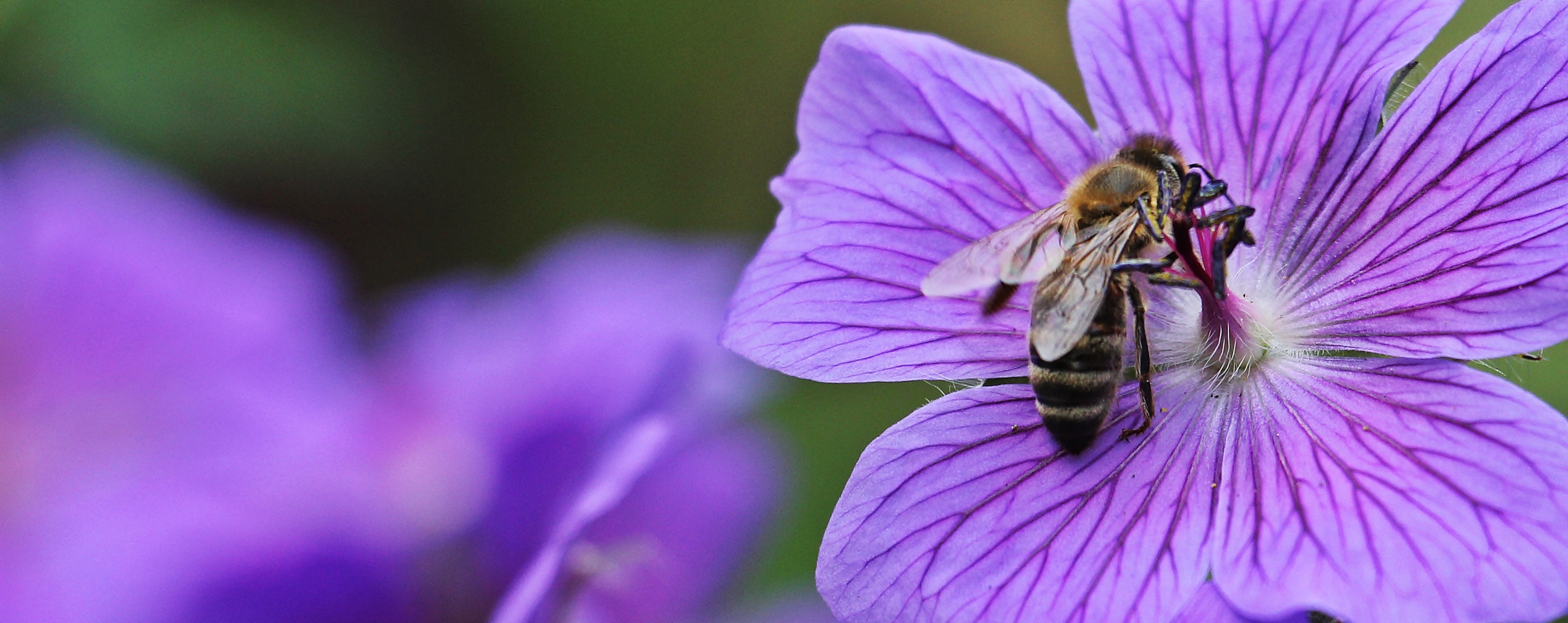 Bee on the cranesbill photo