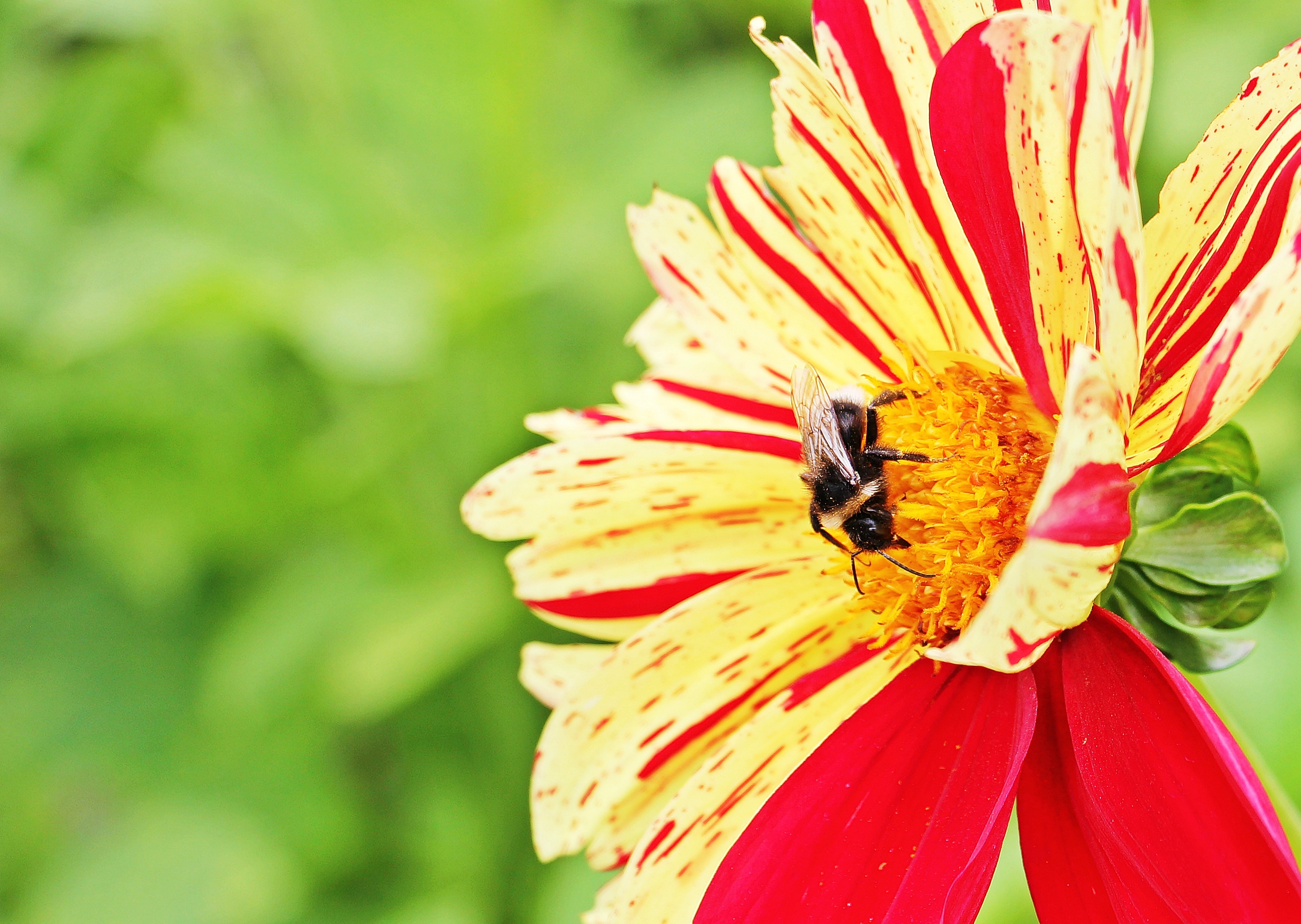 Bee on  the dahlia photo