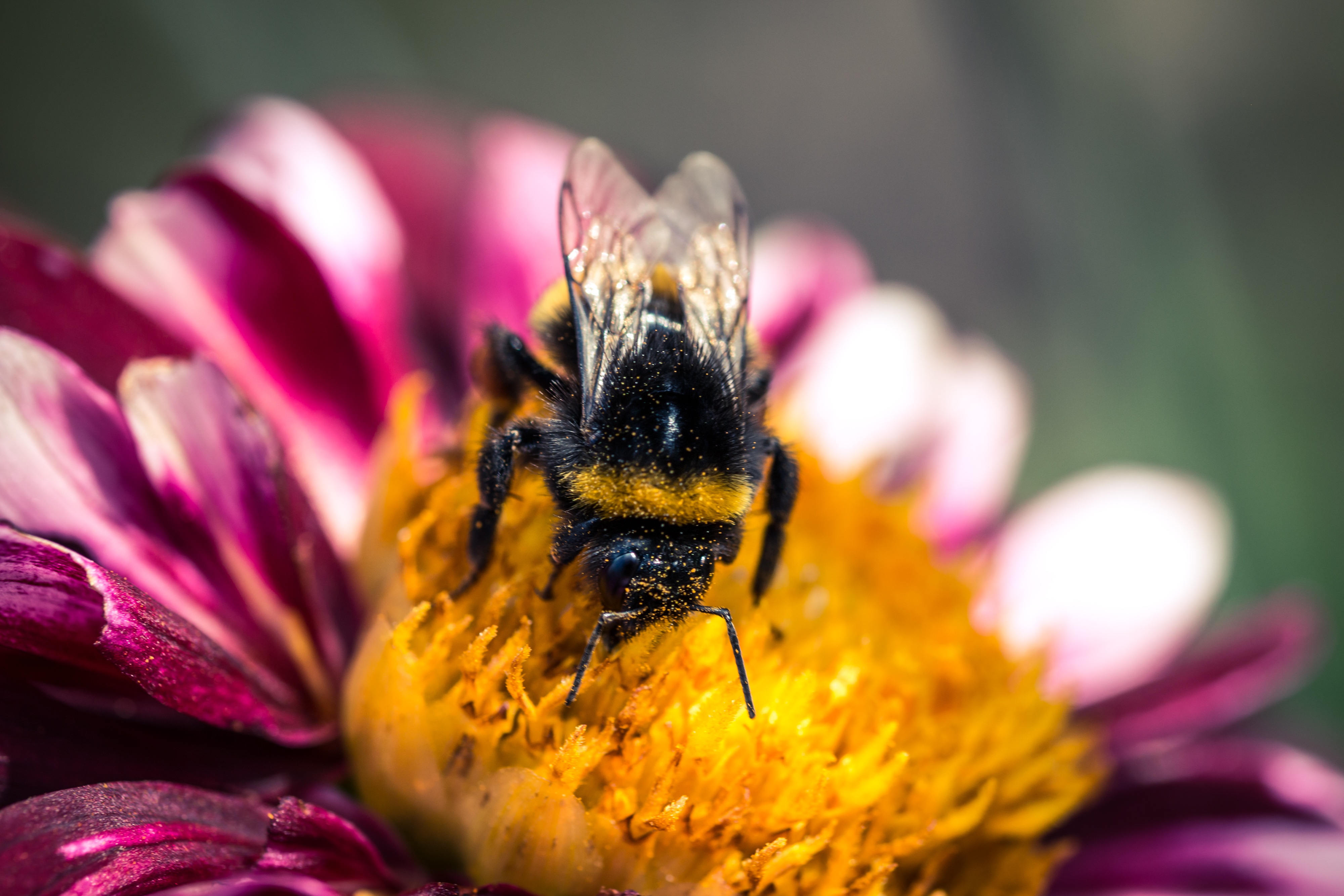 Bee on the dahlia photo