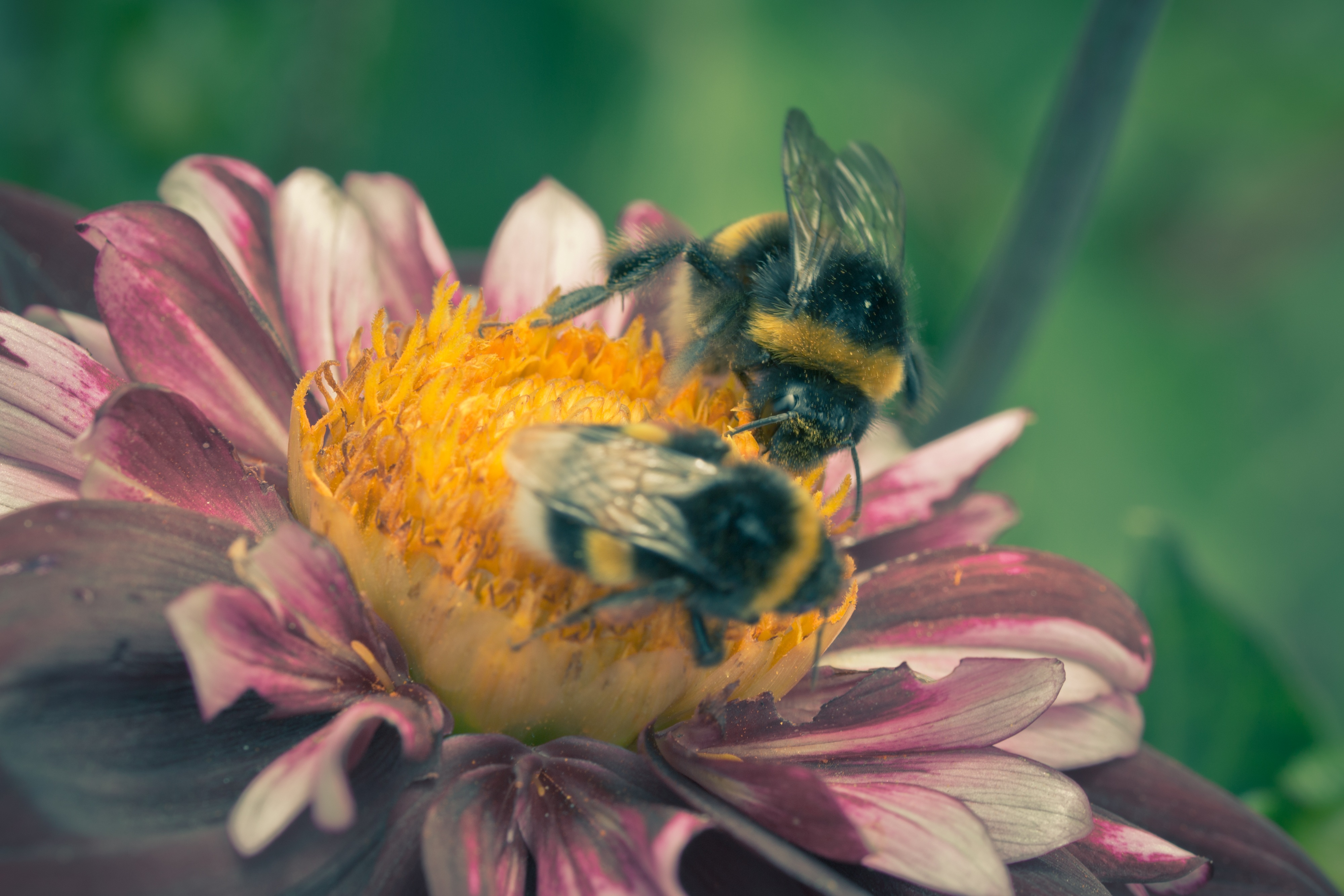 Bee on the dahlia photo