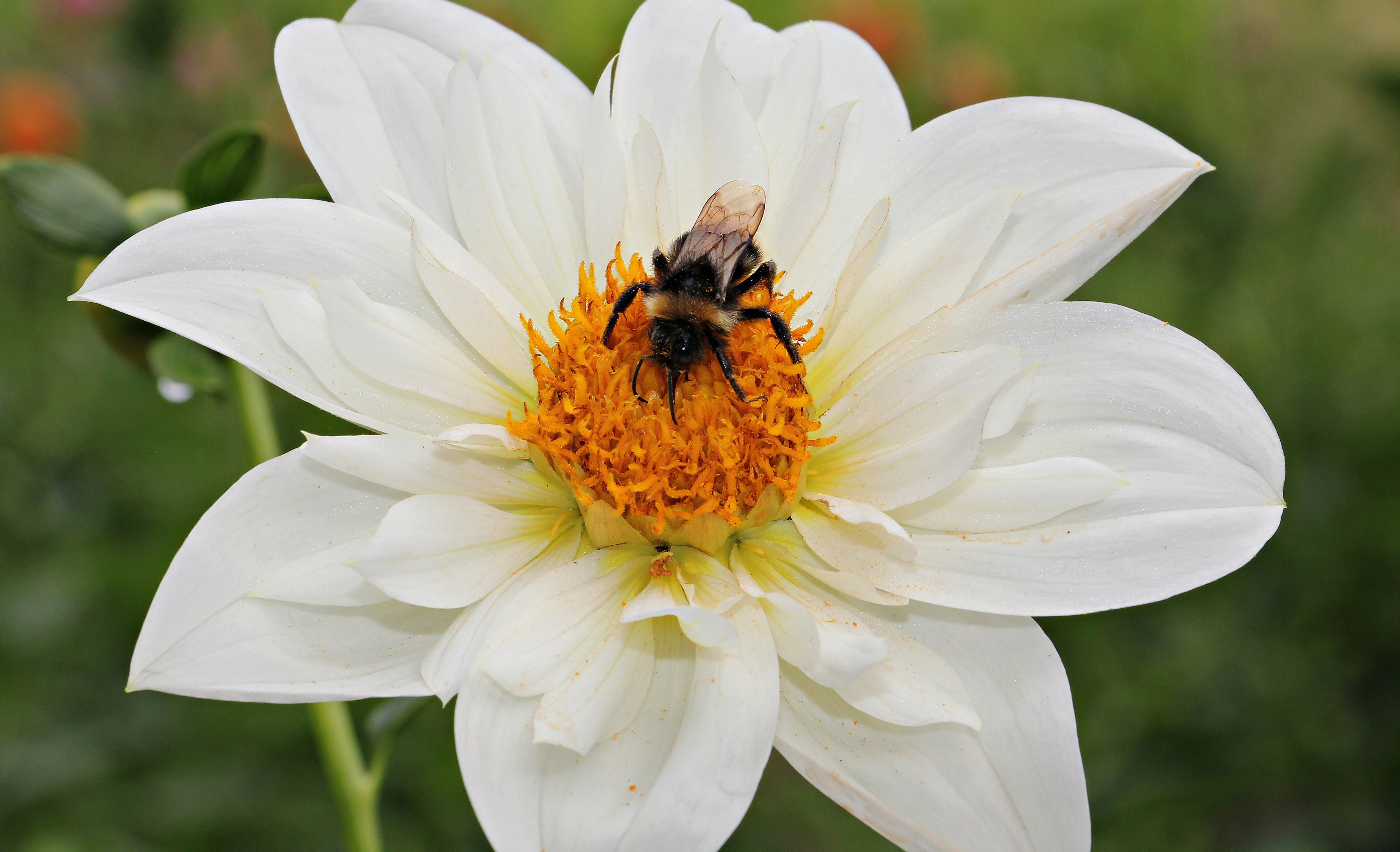 Bee on  the dahlia photo