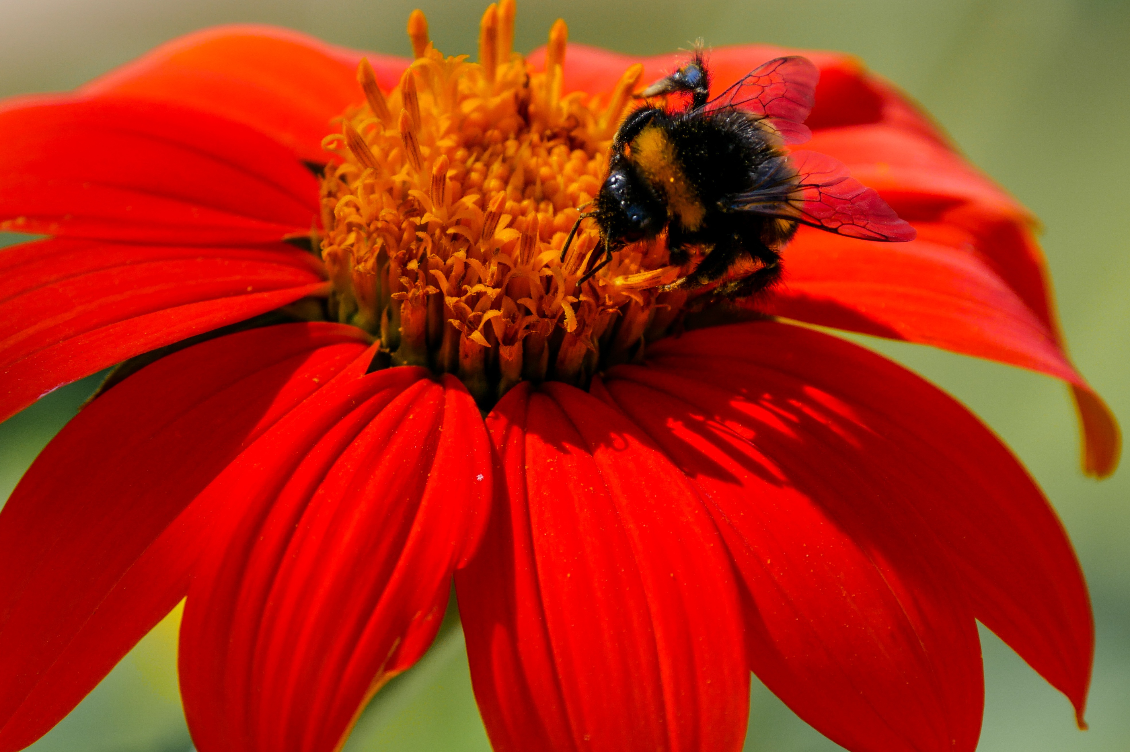 Bee on the flower photo
