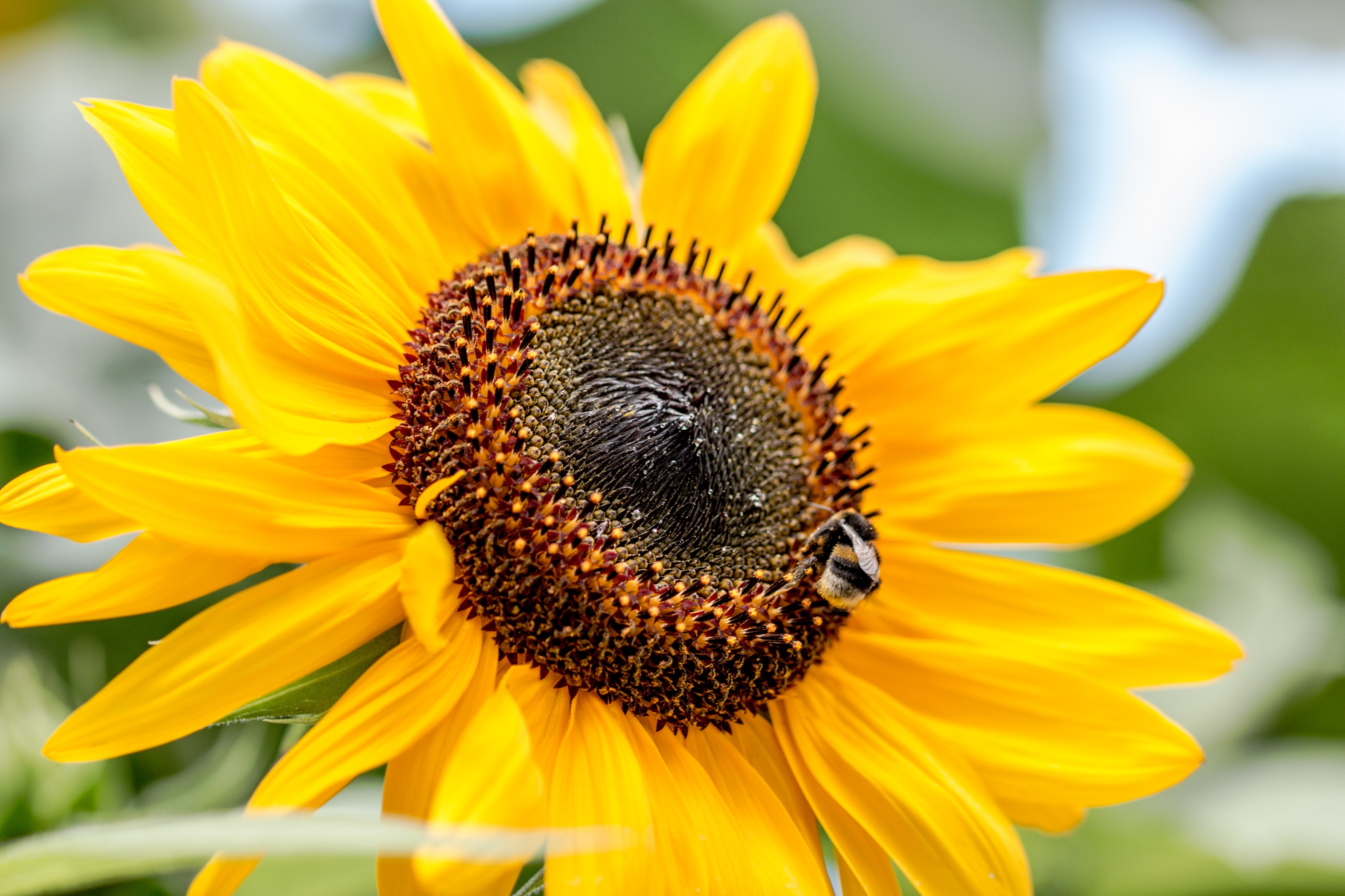 Bee on the sunflower photo