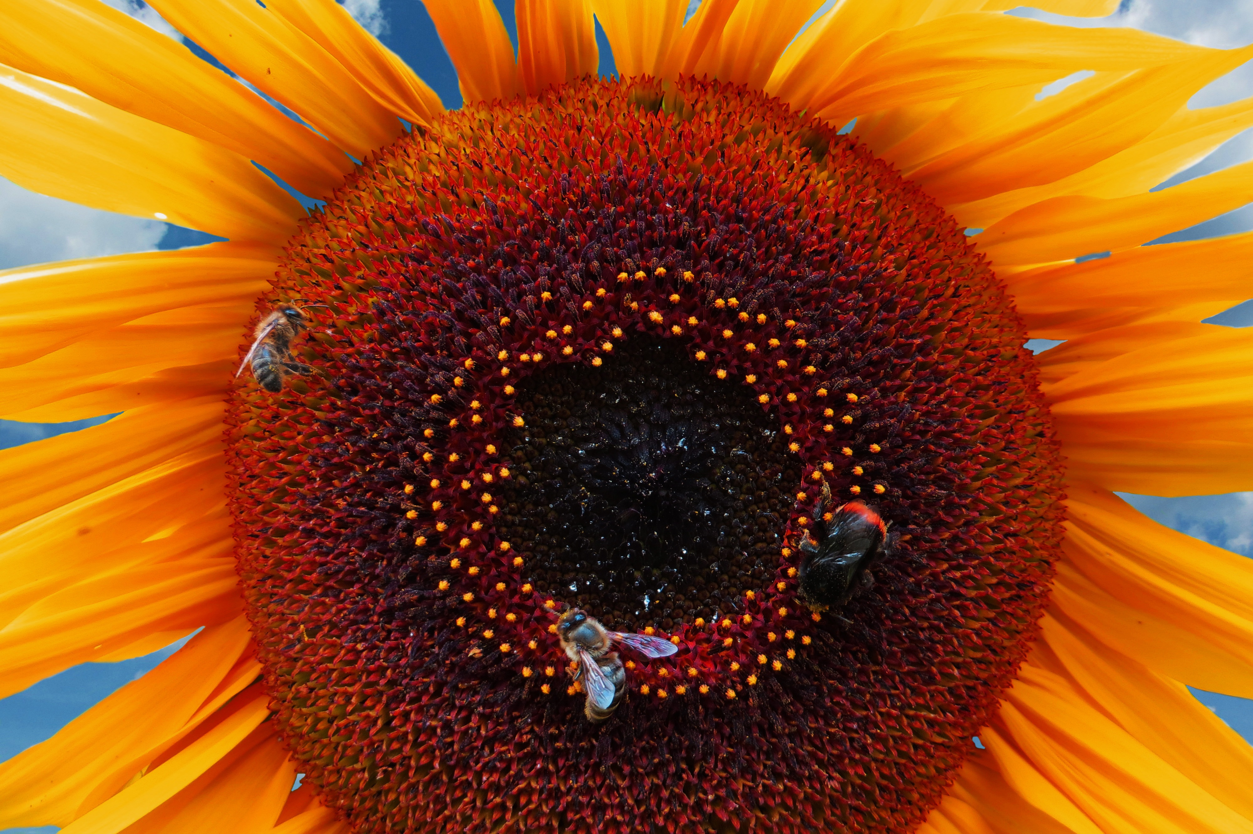 Bee on the sunflower photo