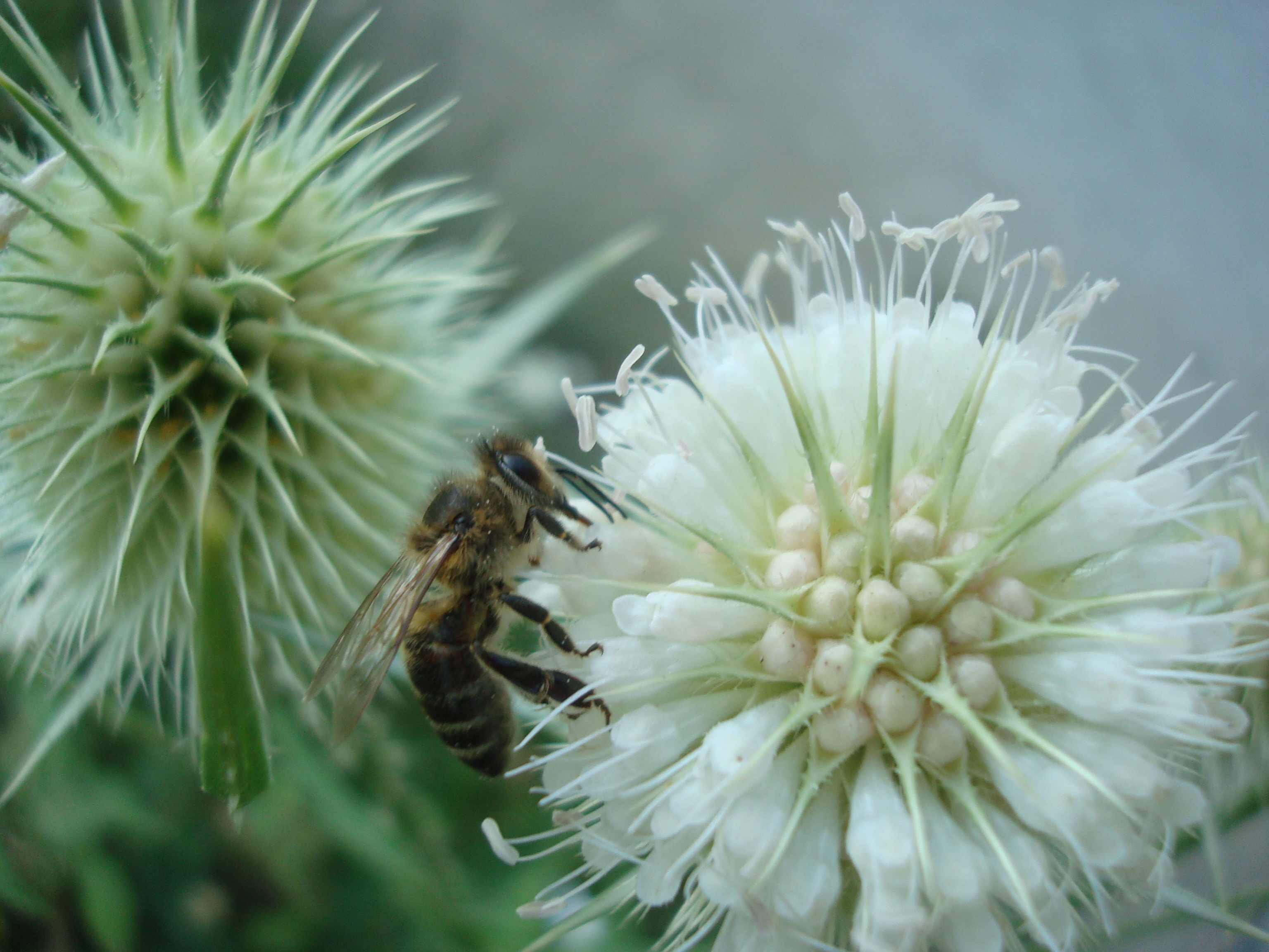 Bee on wild flowers photo
