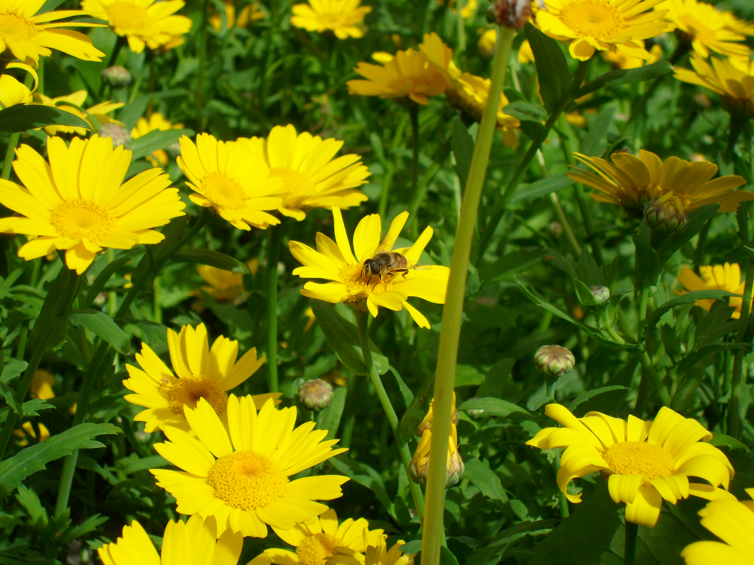 Bee on yellow flowers photo