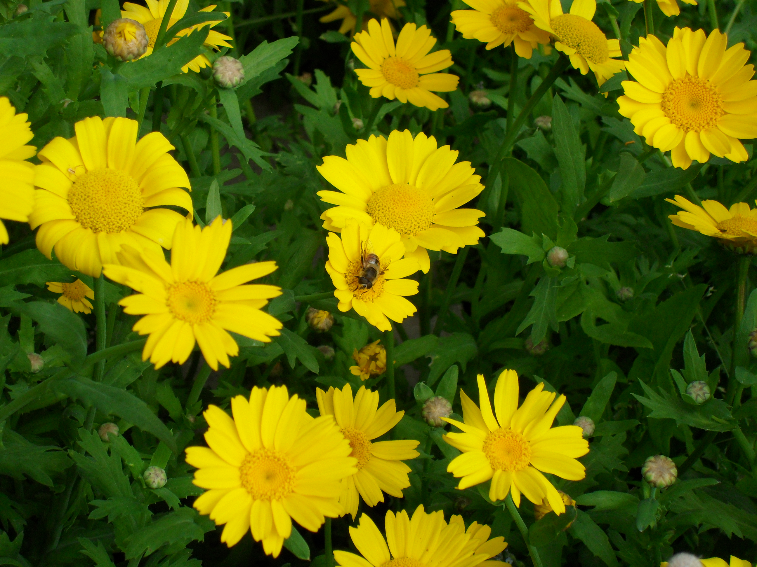 Bee on yellow flowers photo