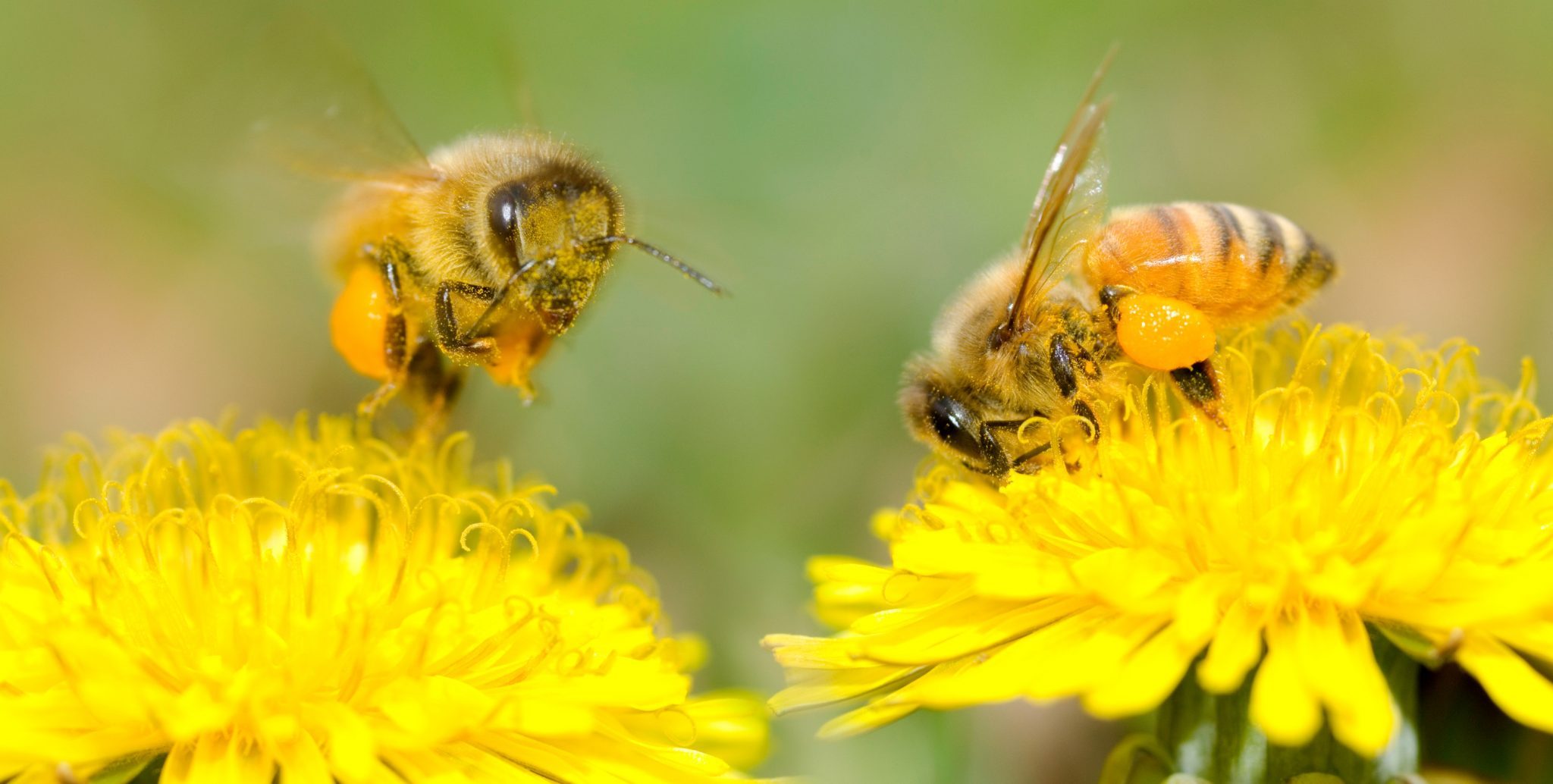 Honey bee pollinating photo