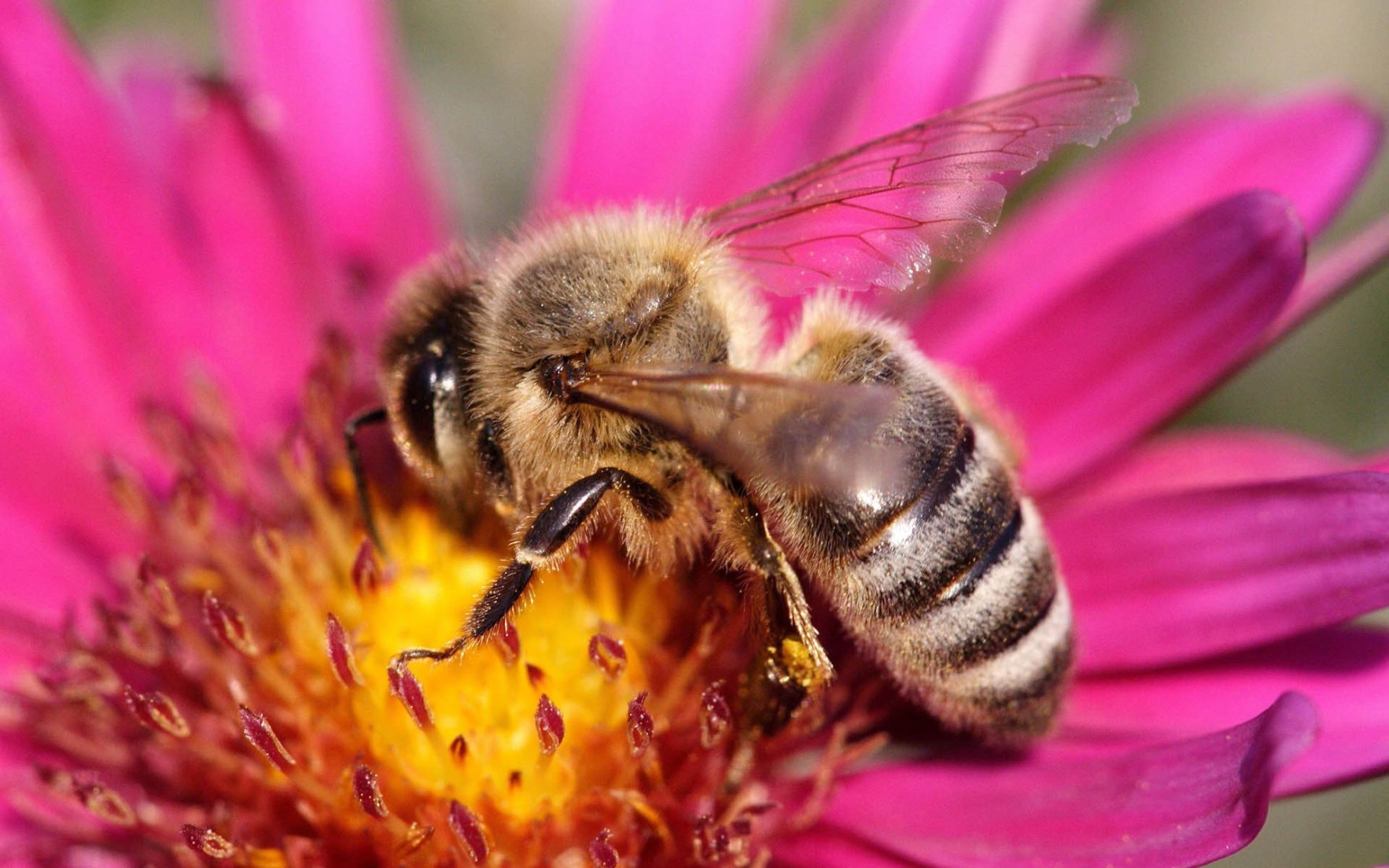 Flowers Bee Pollination wallpapers (Desktop, Phone, Tablet ...