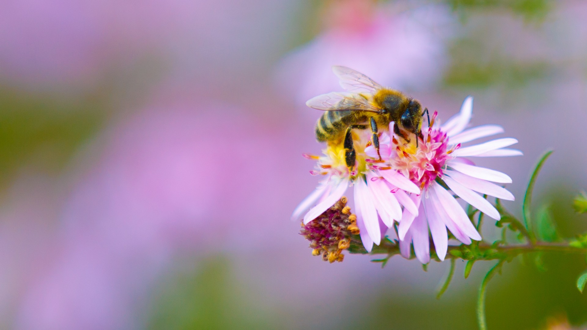 Bee Pollinating Flower Free Stock Photo - Public Domain Pictures
