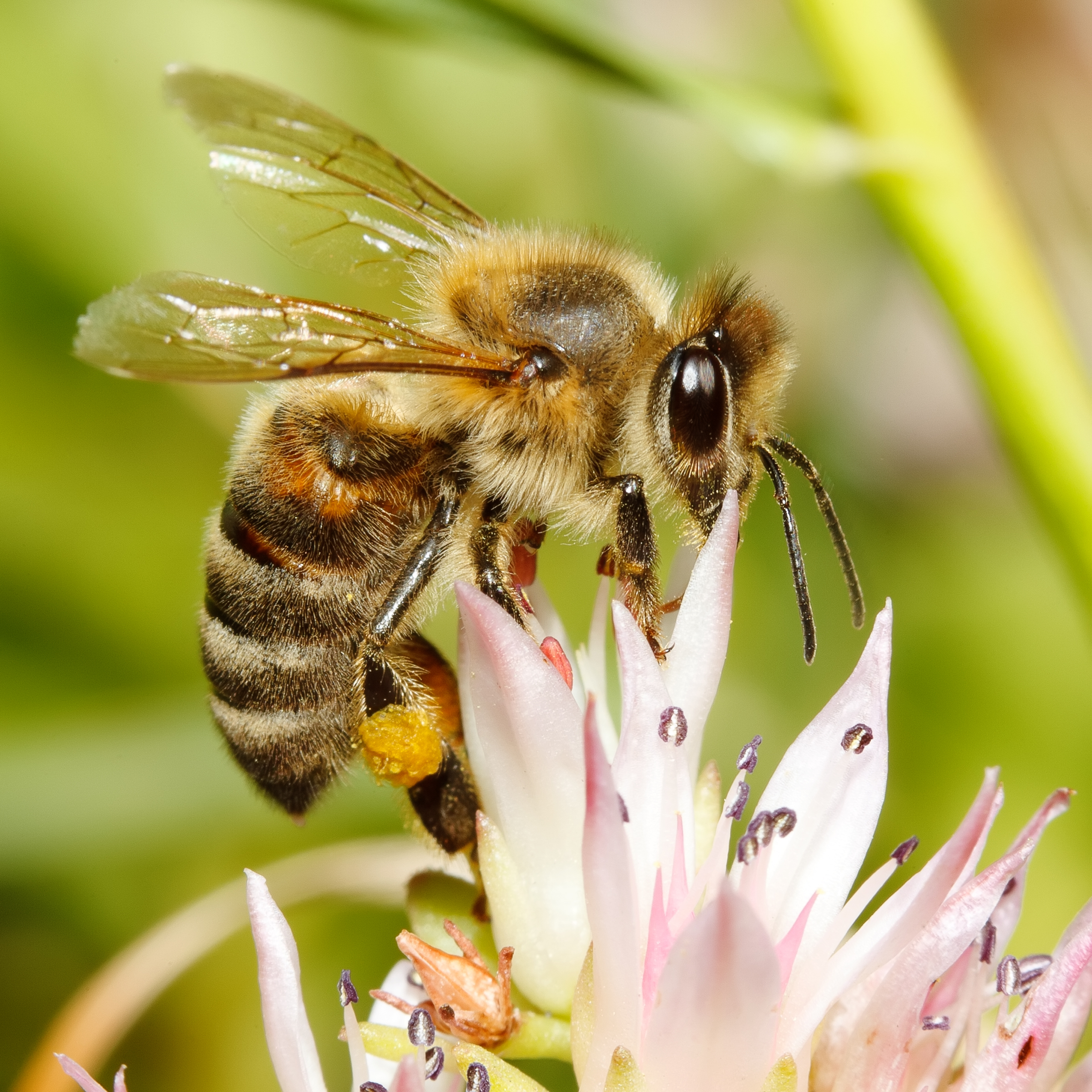 pollinators | The EPA Blog