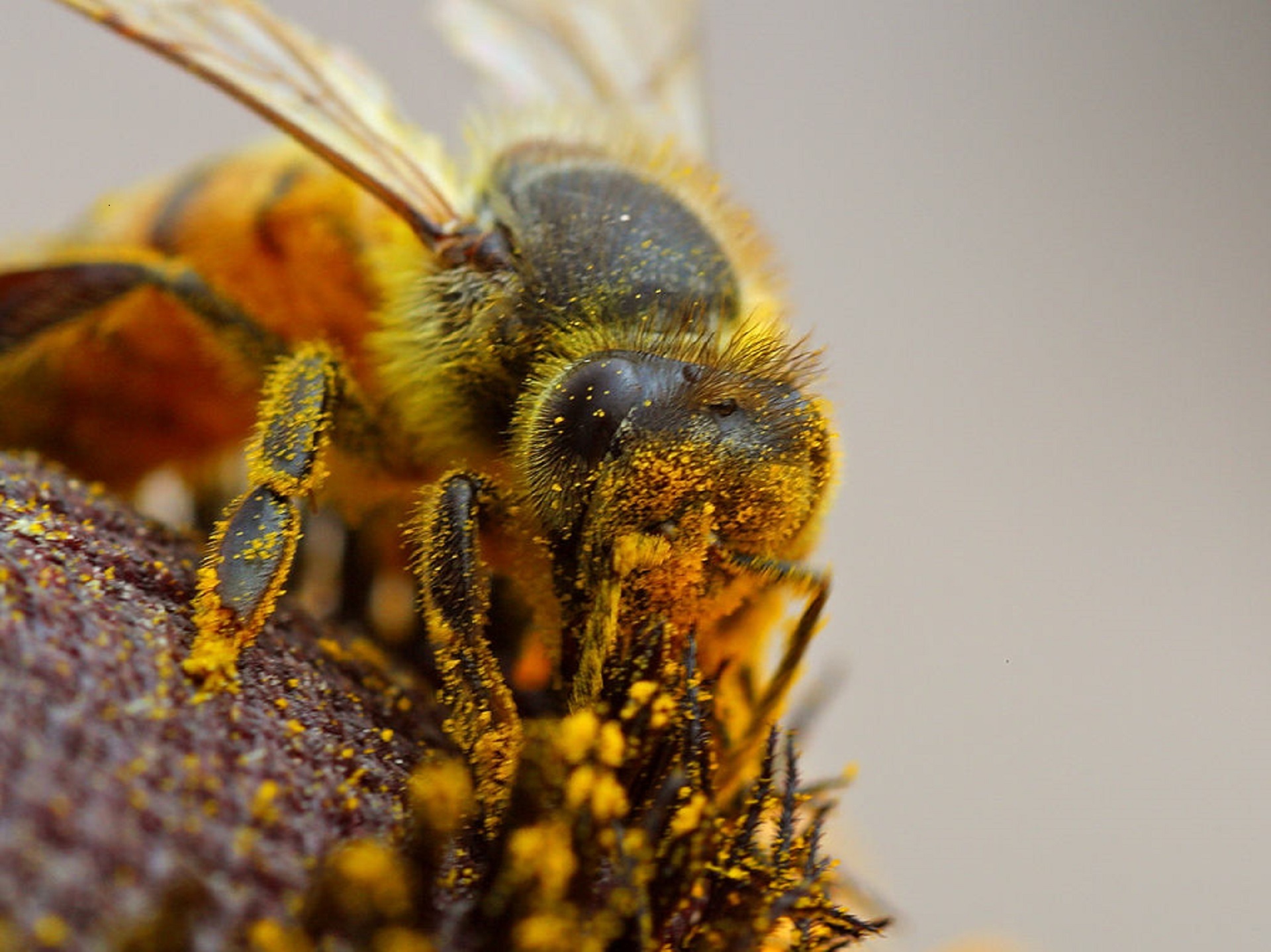 Bee pollinating photo