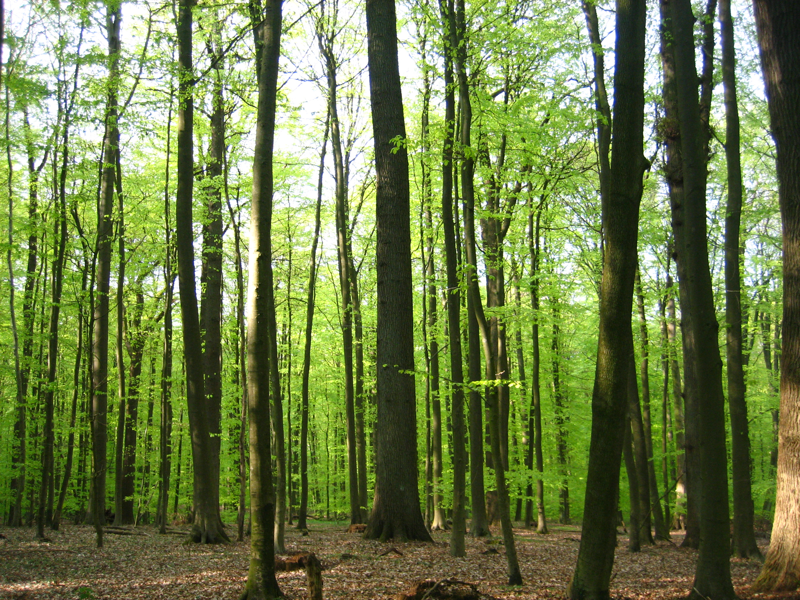 beech forest - open fotos | free open source photos, public domain ...