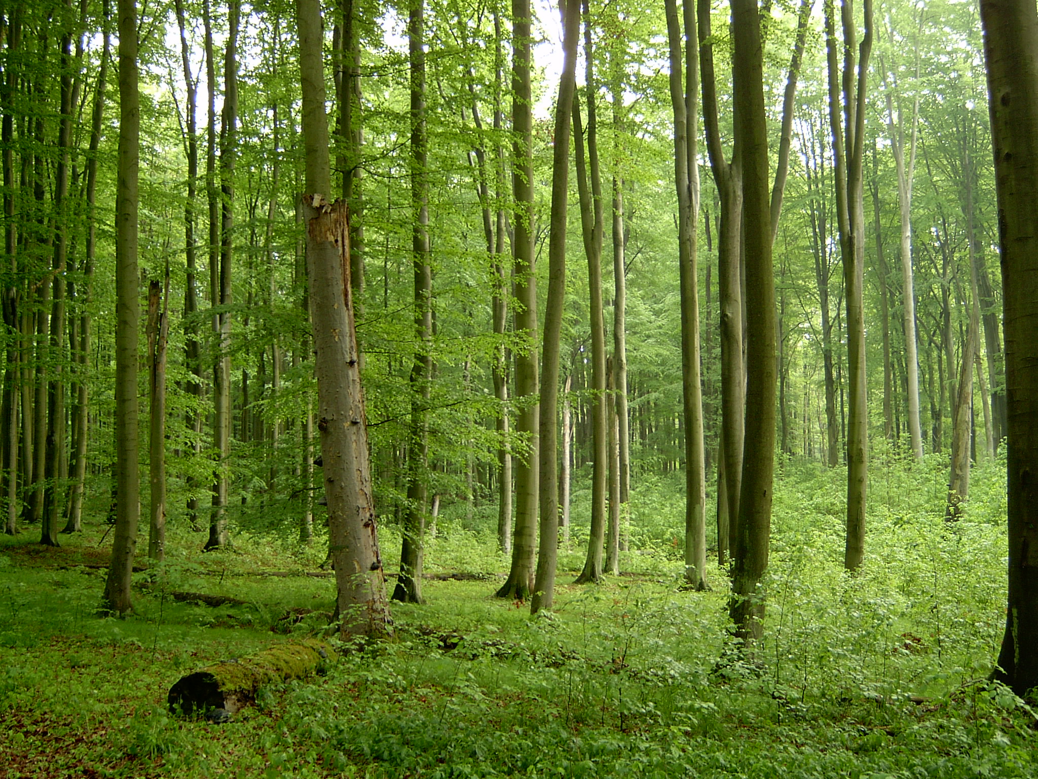File:Beech forest in Źródliskowa Buczyna reserve near Szczecin.jpg ...