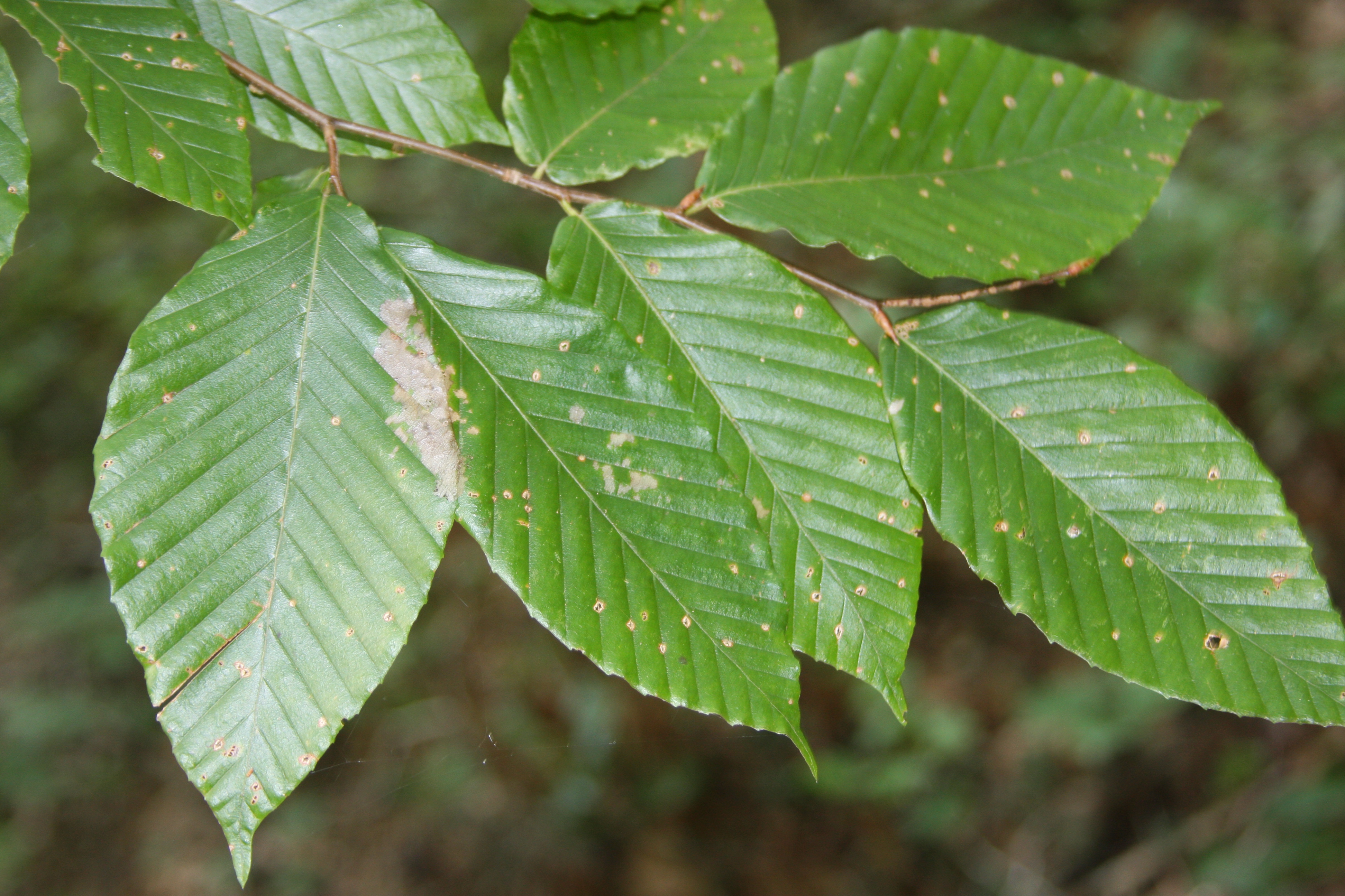 File:American Beech Leaves (10562563795).jpg - Wikimedia Commons