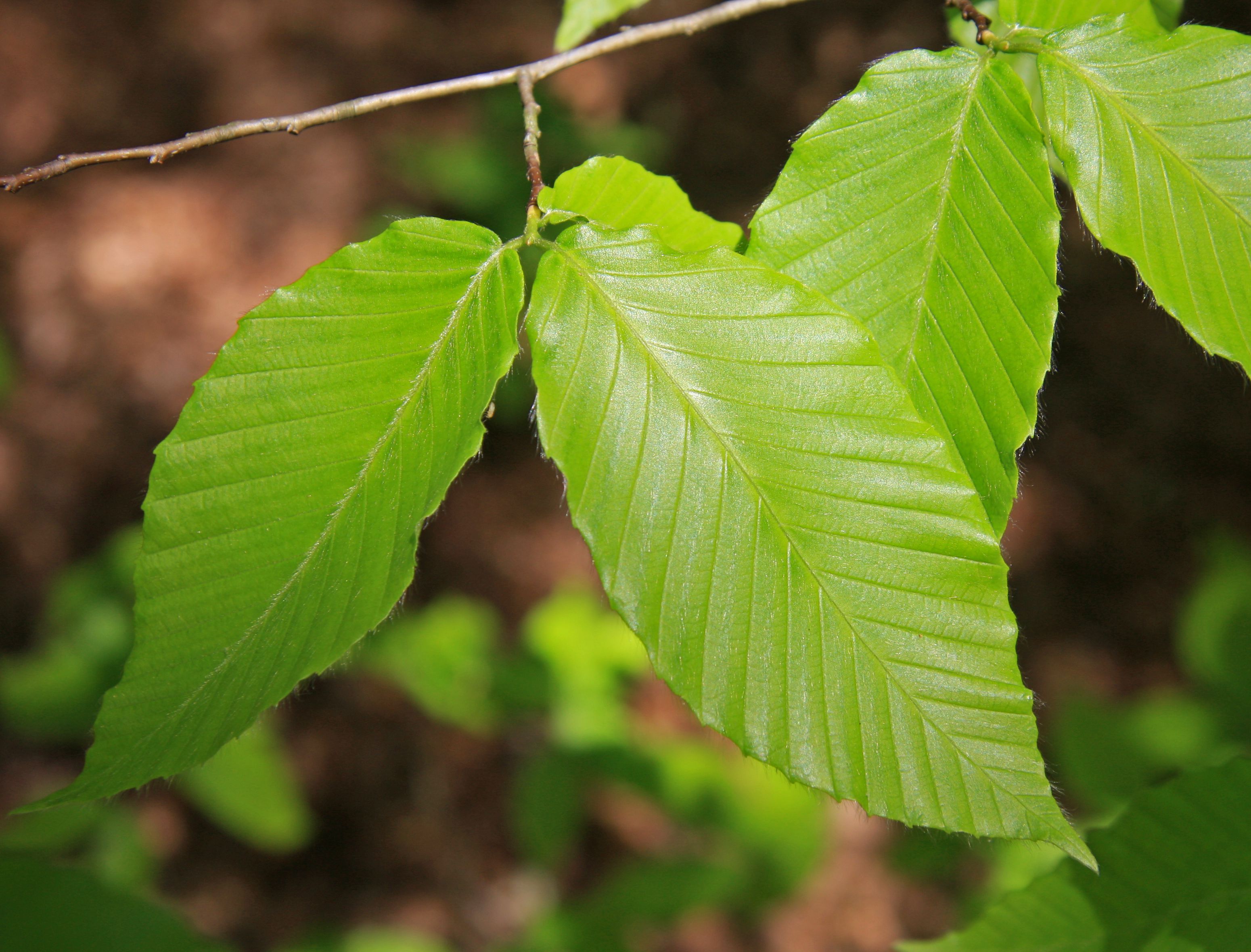 American Beech, a Top 100 Common Tree in North America