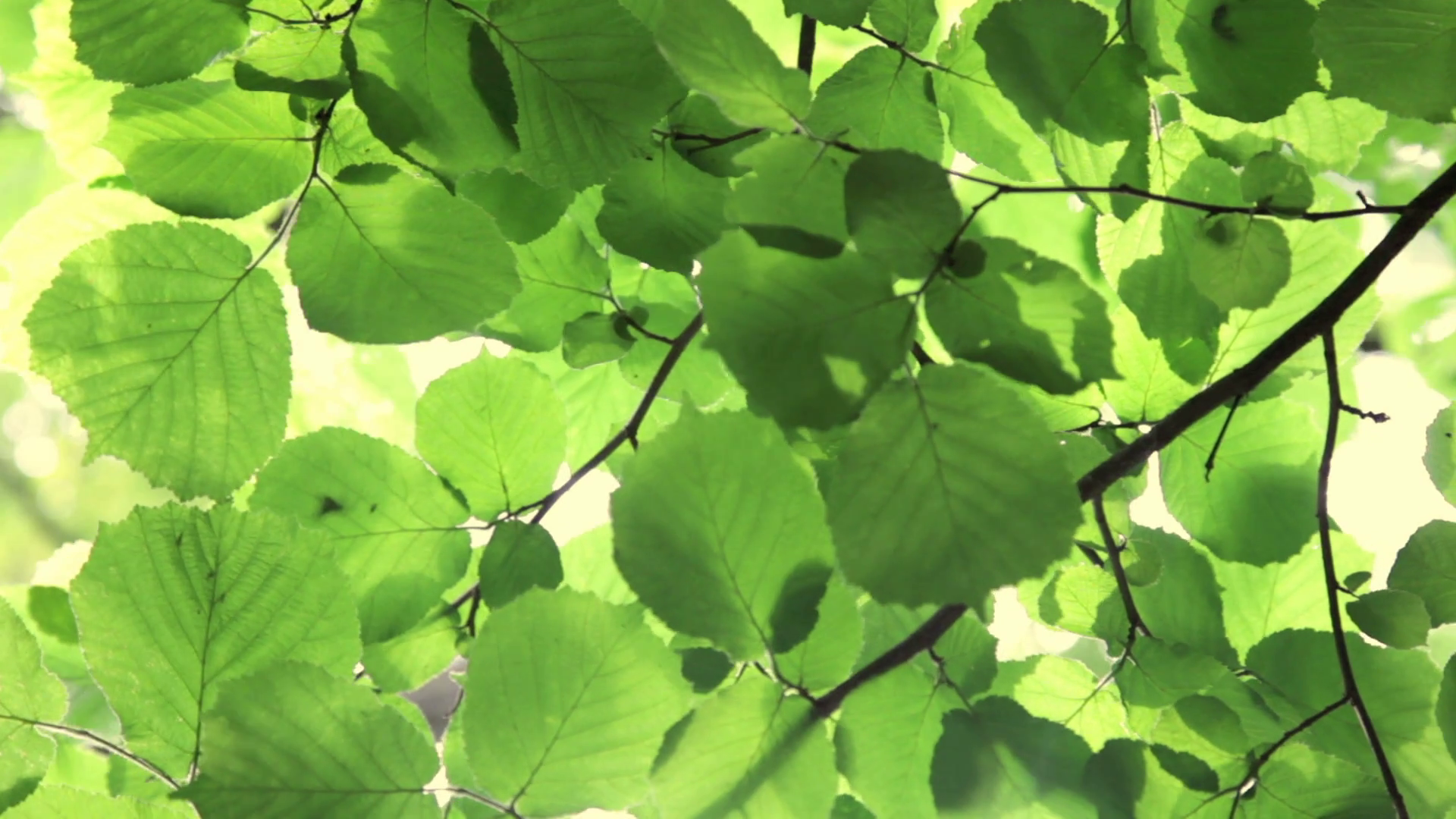 Fresh green beech tree leaves in summer breeze Stock Video Footage ...