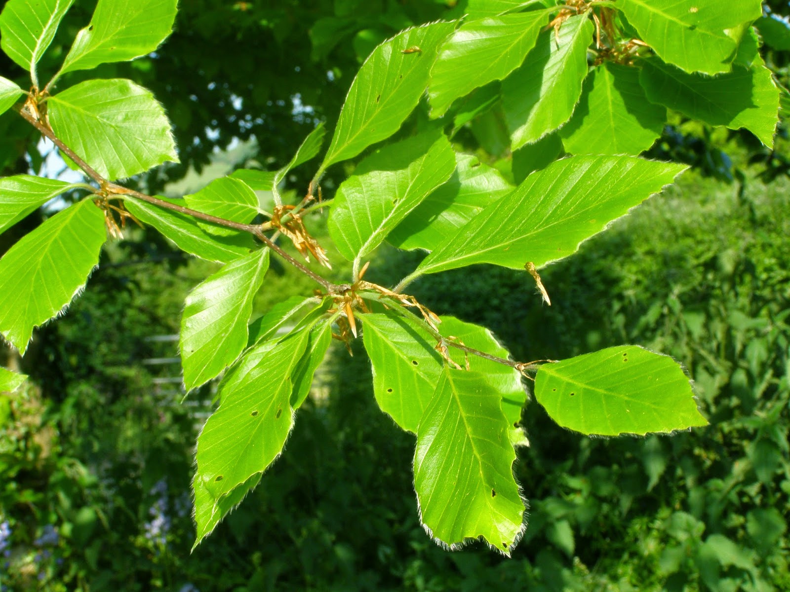 Benefits Of Beech Tree (Fagus Grandifolia) For Health | Tips Curing ...