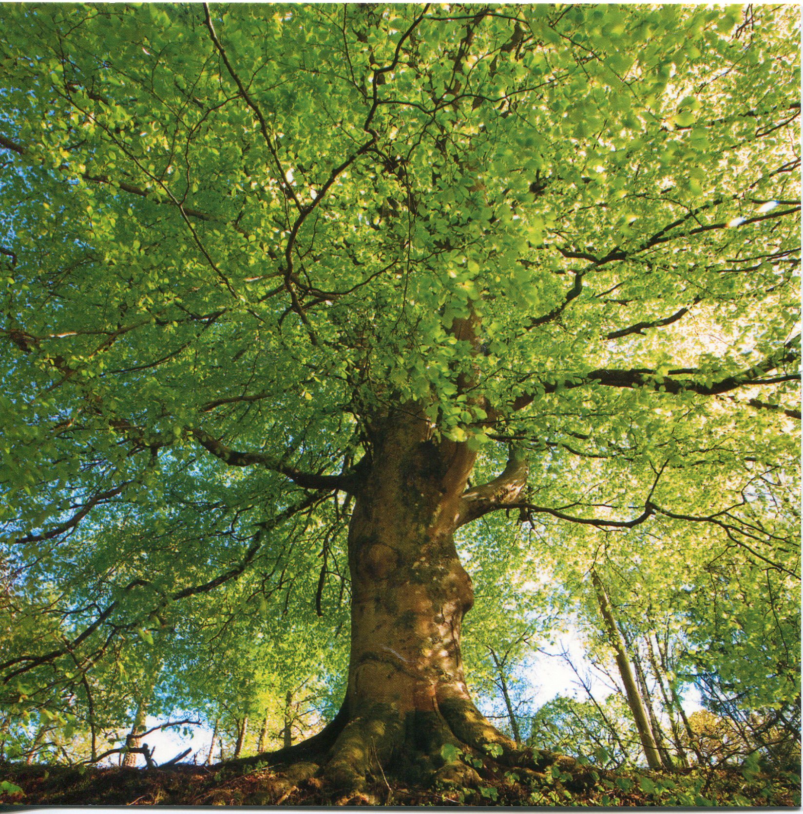 Beech Tree | Remembering Letters and Postcards