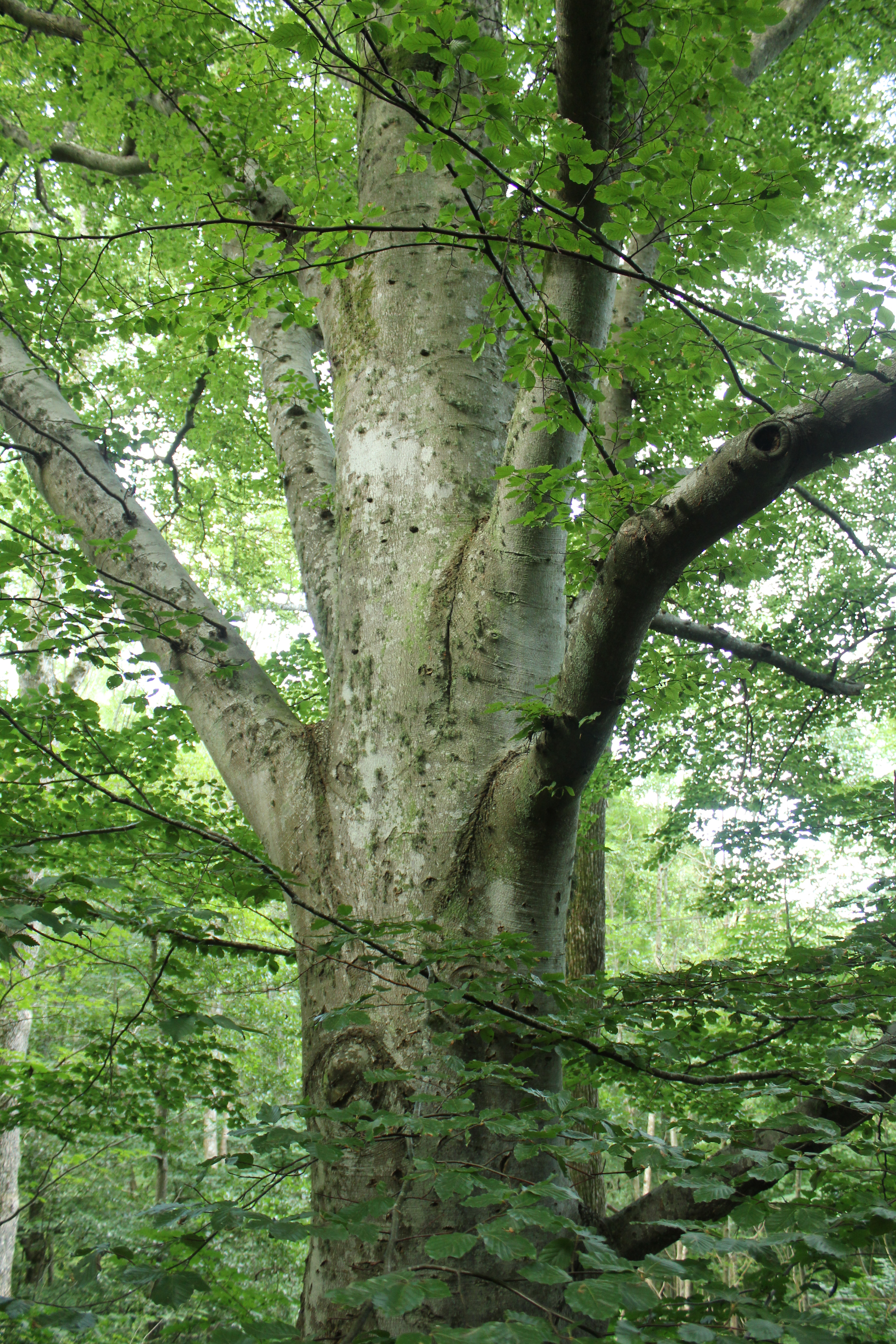 File:Beech-tree.JPG - Wikimedia Commons
