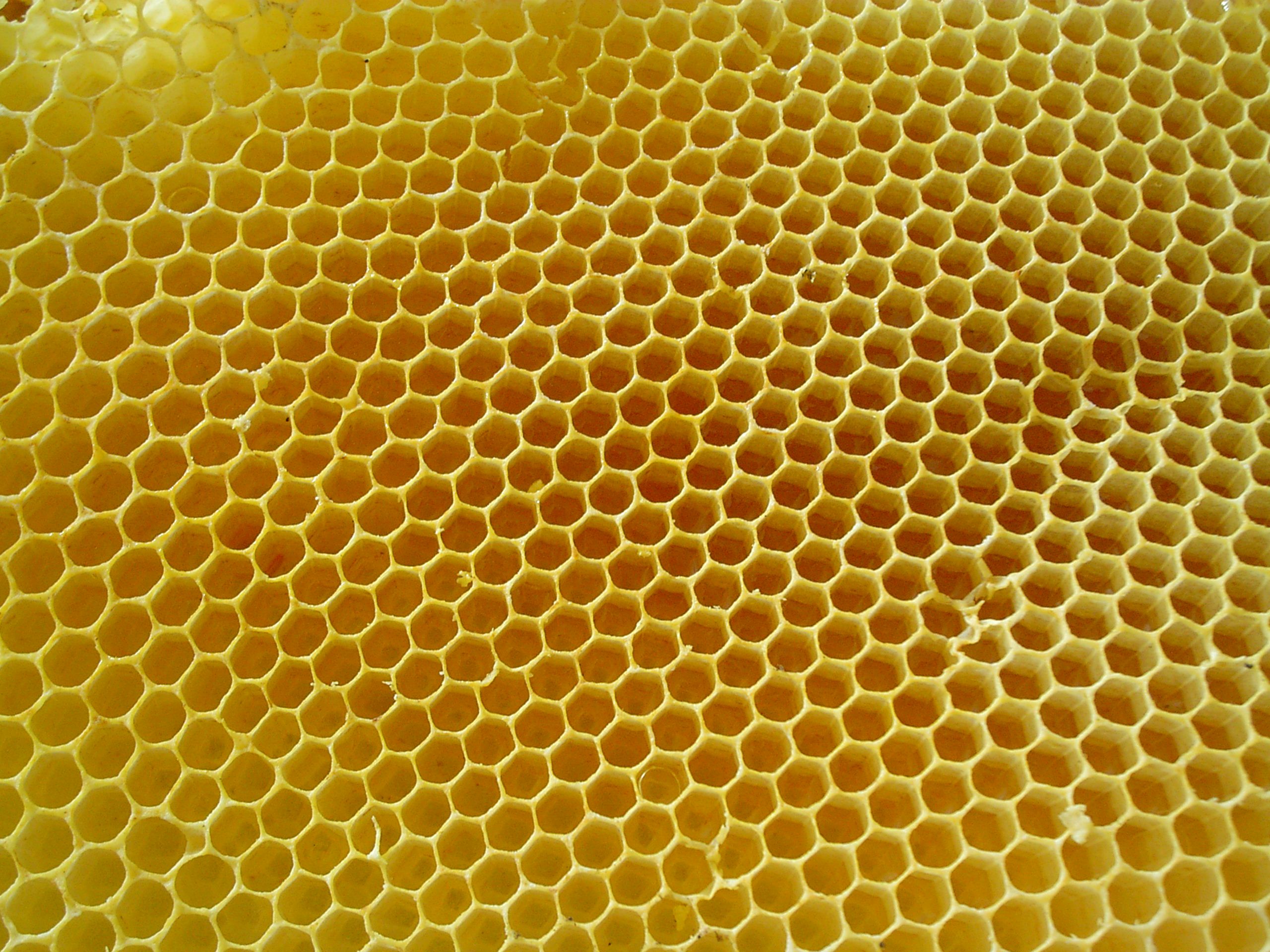 Honey combs. Patterns in nature. | Honey comb patterns | Pinterest ...