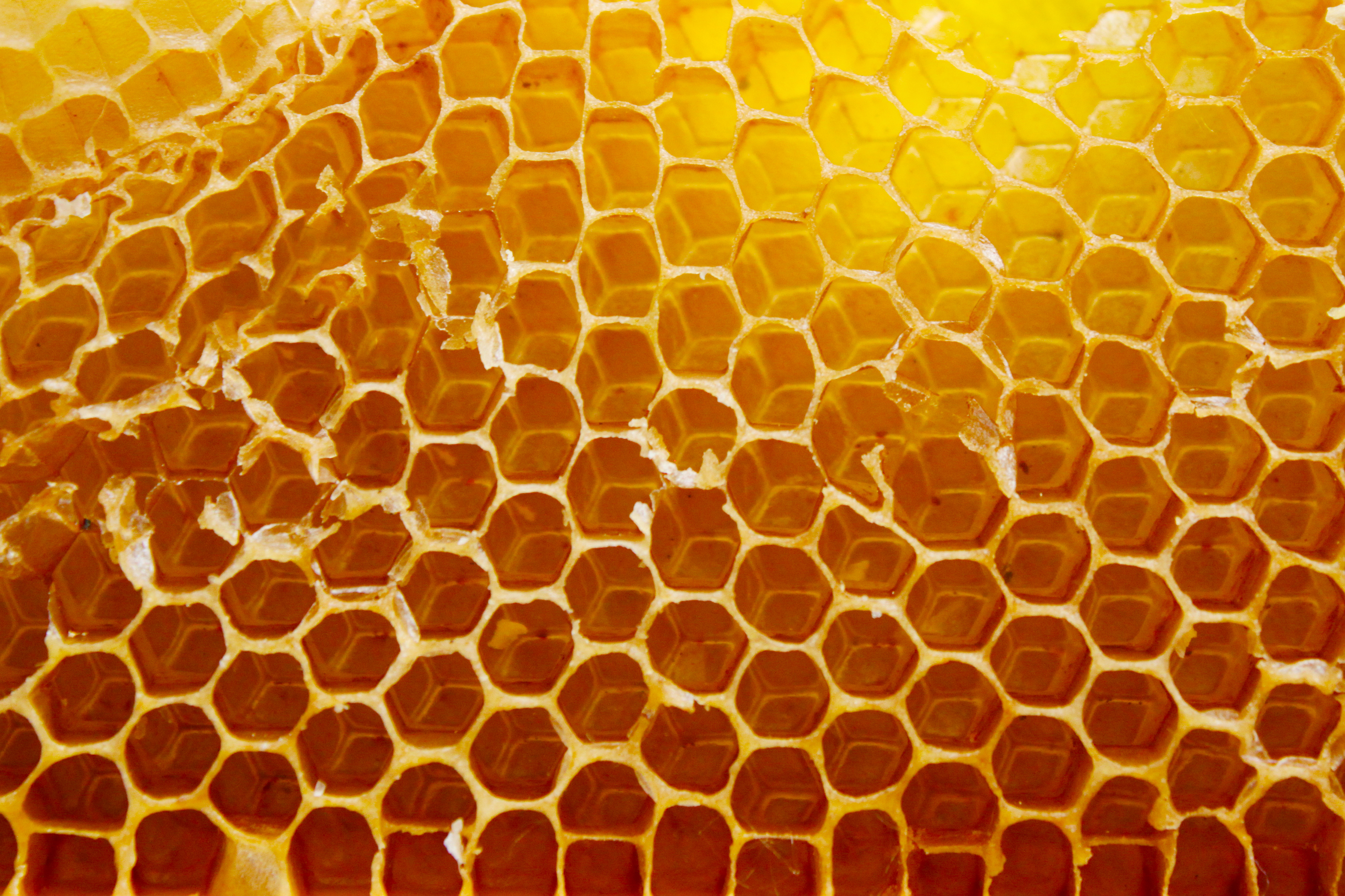 Beehive texture photo