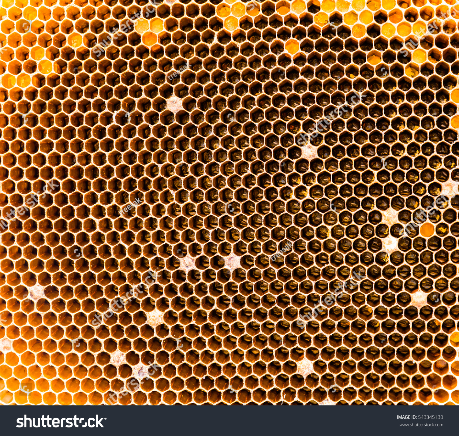 Closeup Image Empty Bee Nest Texture Stock Photo 543345130 ...