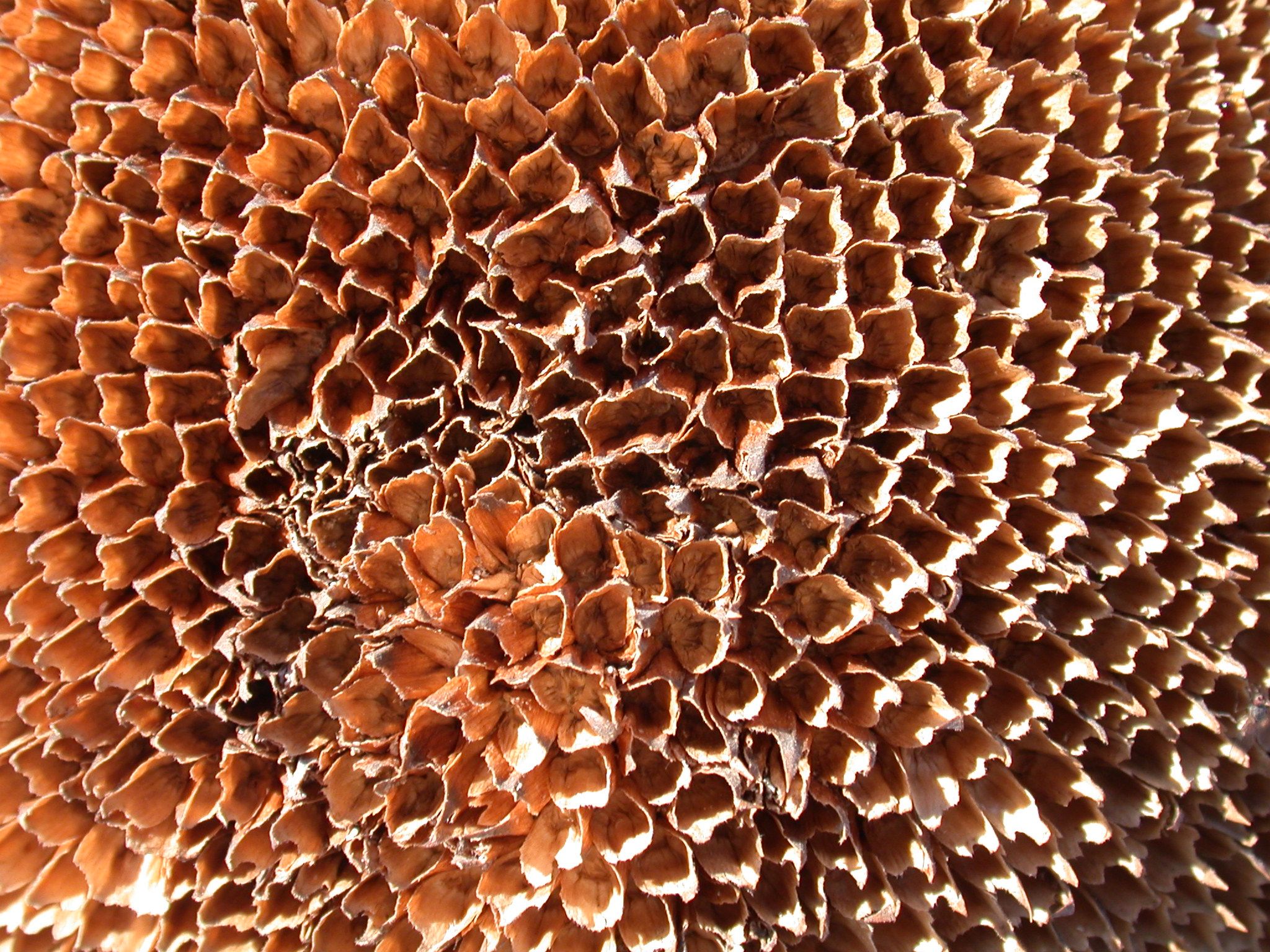 nature plants seed seeds sunflower flower texture pattern | Textures ...