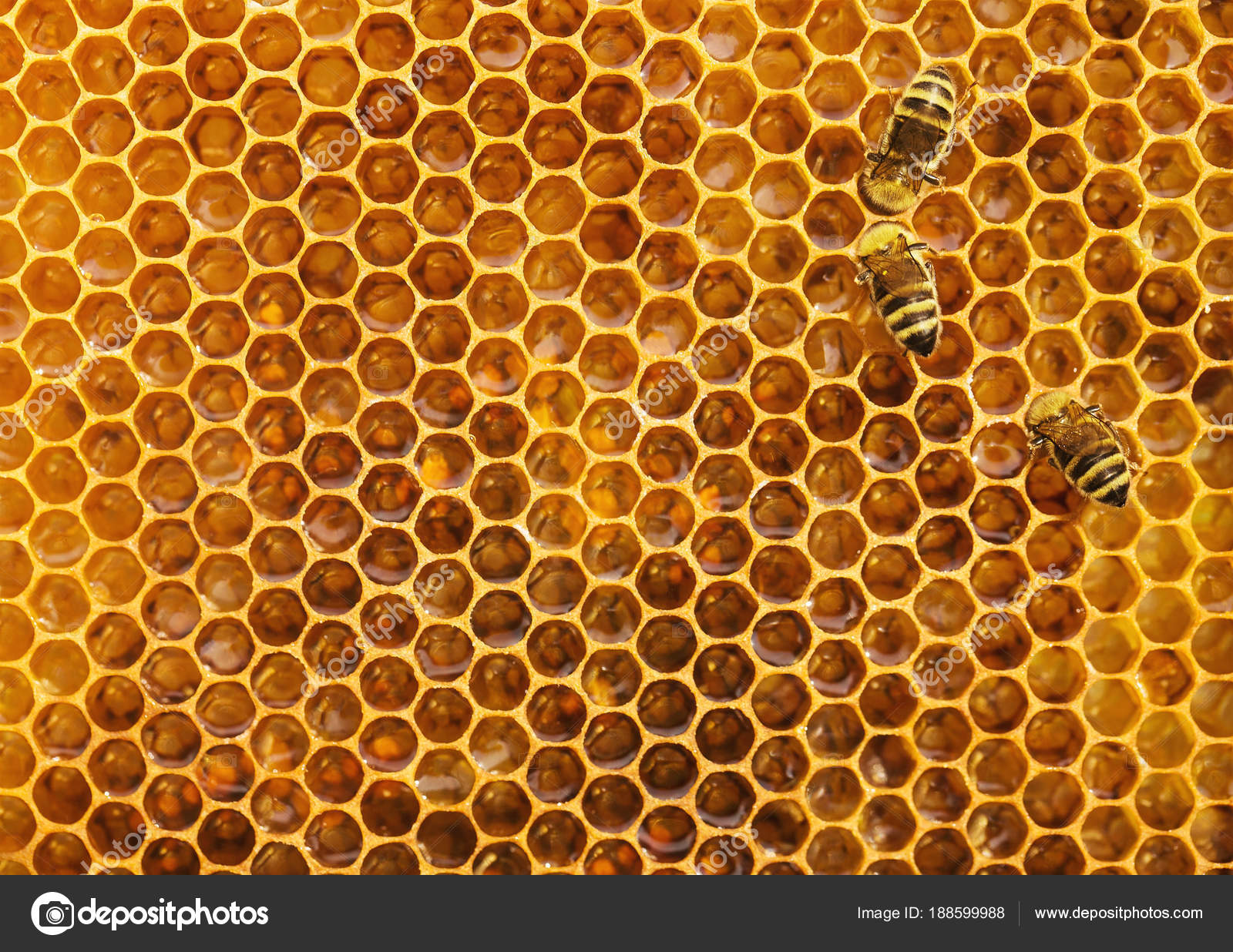 Bees Honeycomb Background Texture Copy Space — Stock Photo ...