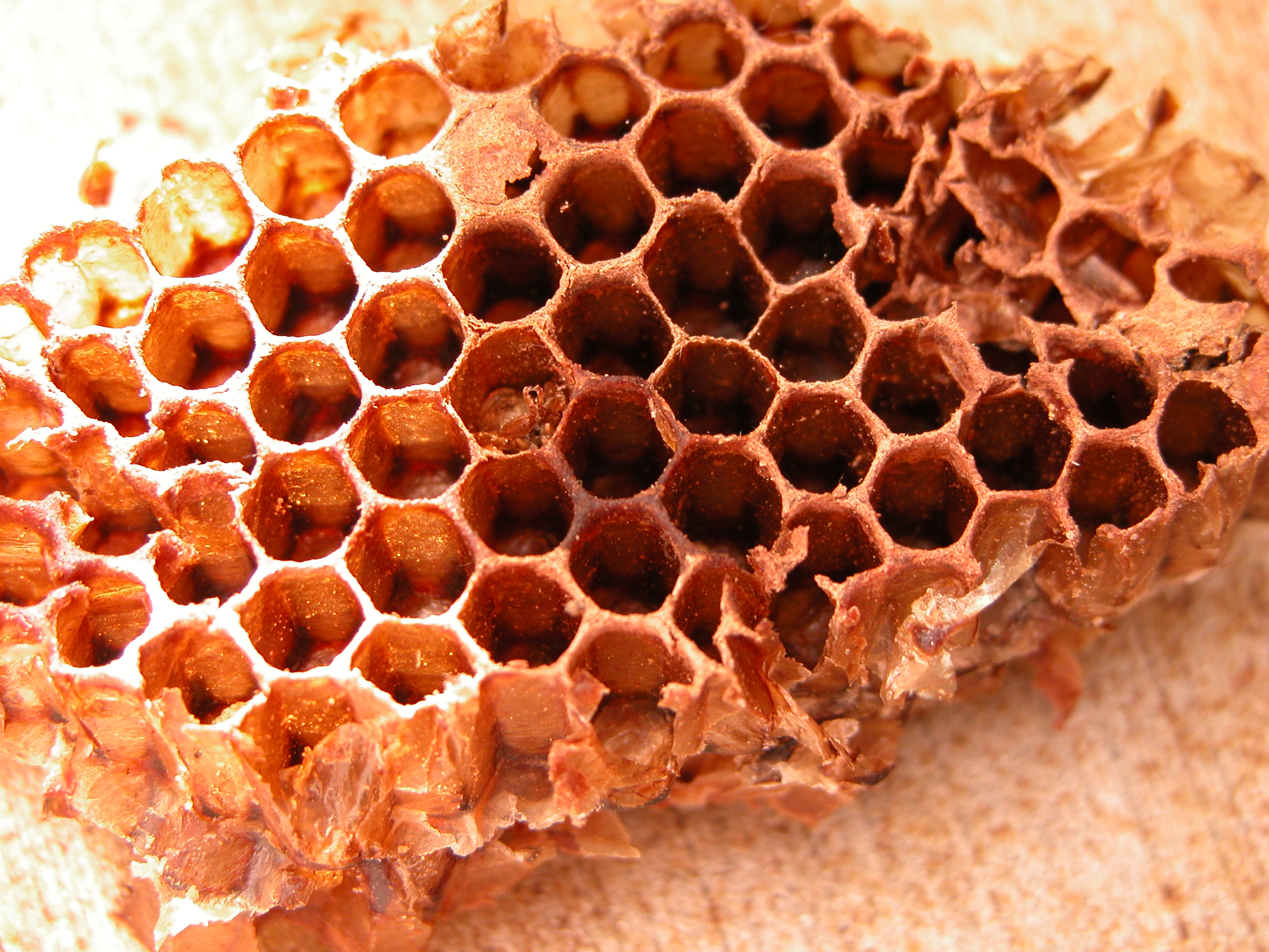 Image*After : images : nature food insects objects honeycomb comb ...
