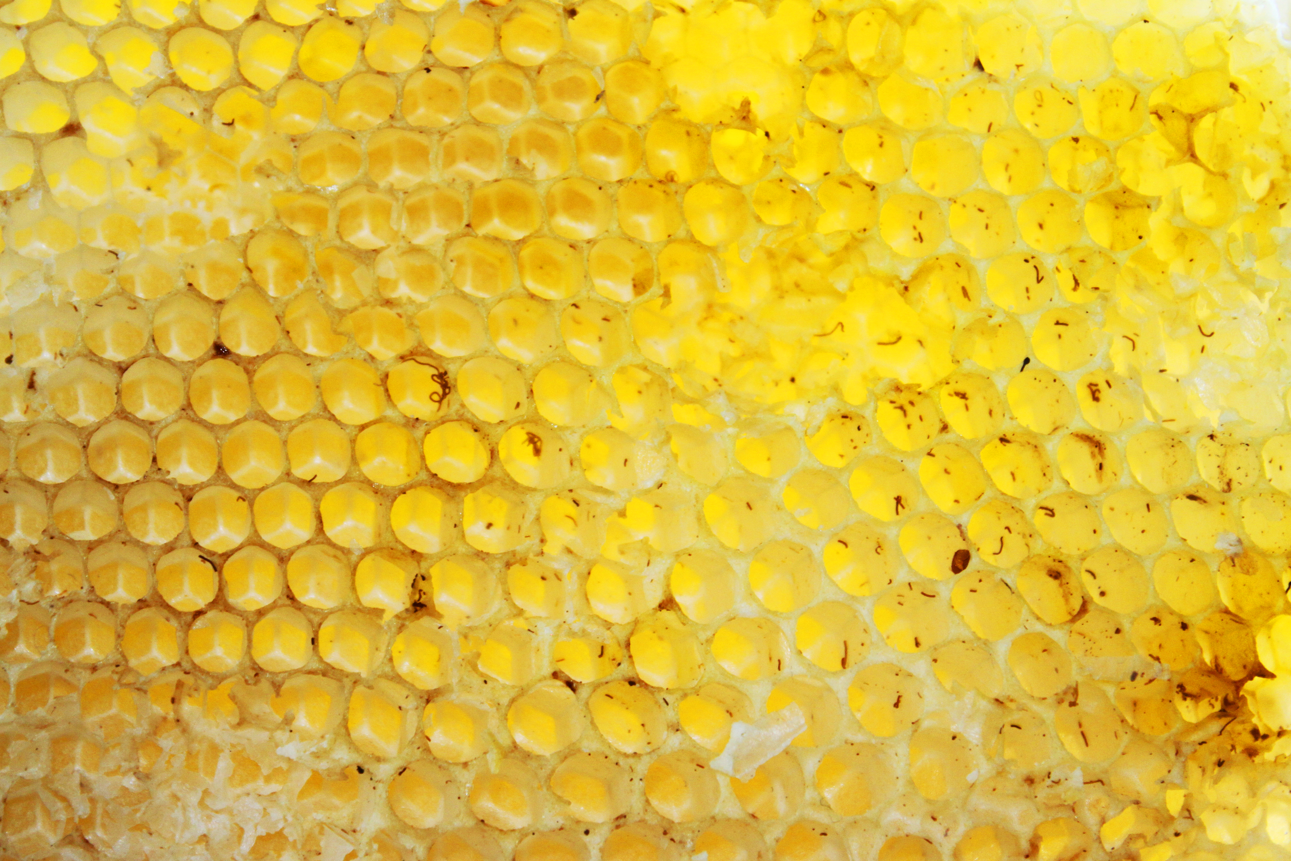 Beehive texture, Abstract, Sugar, Pollen, Polygon, HQ Photo