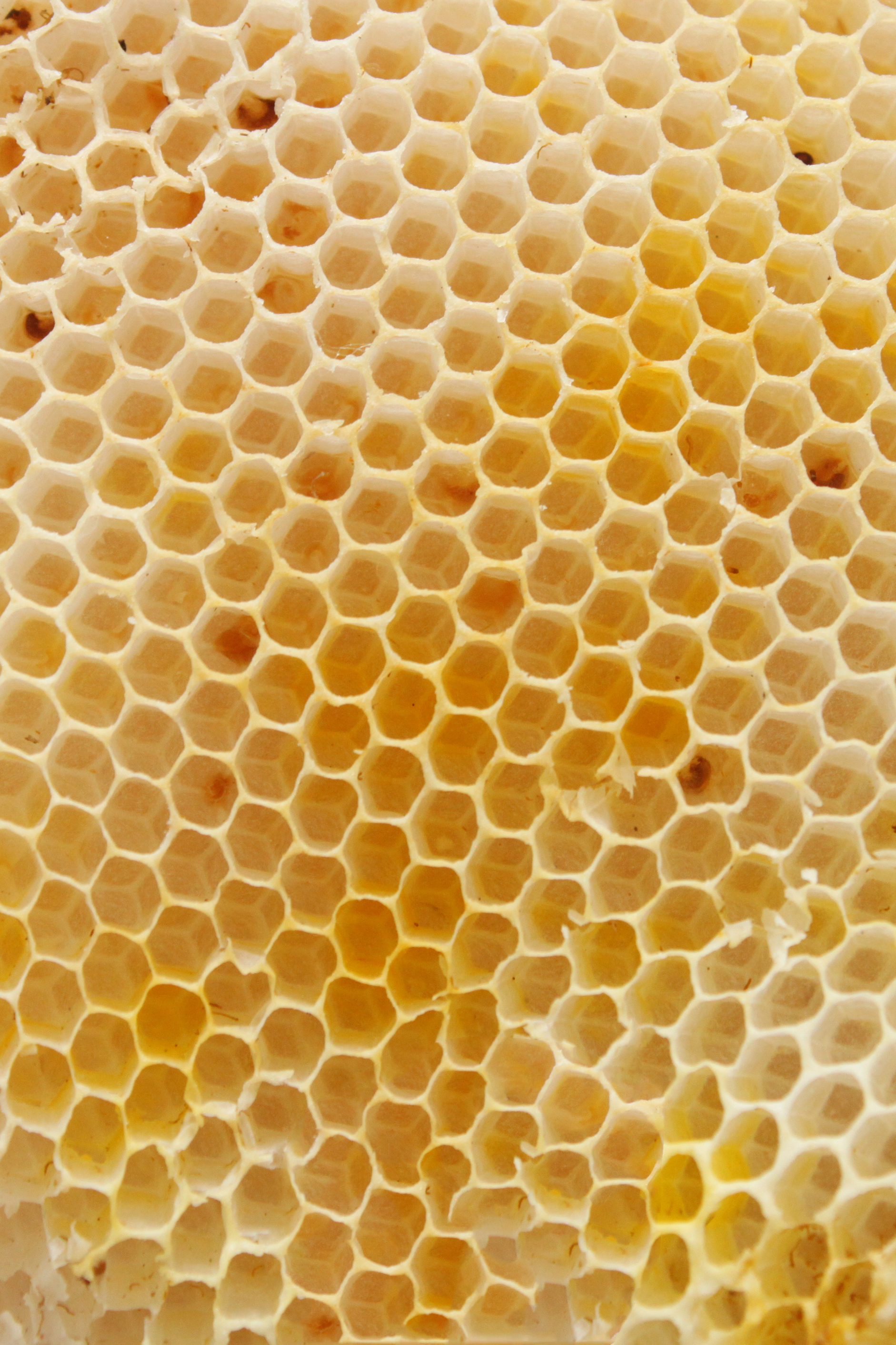 Beehive texture photo