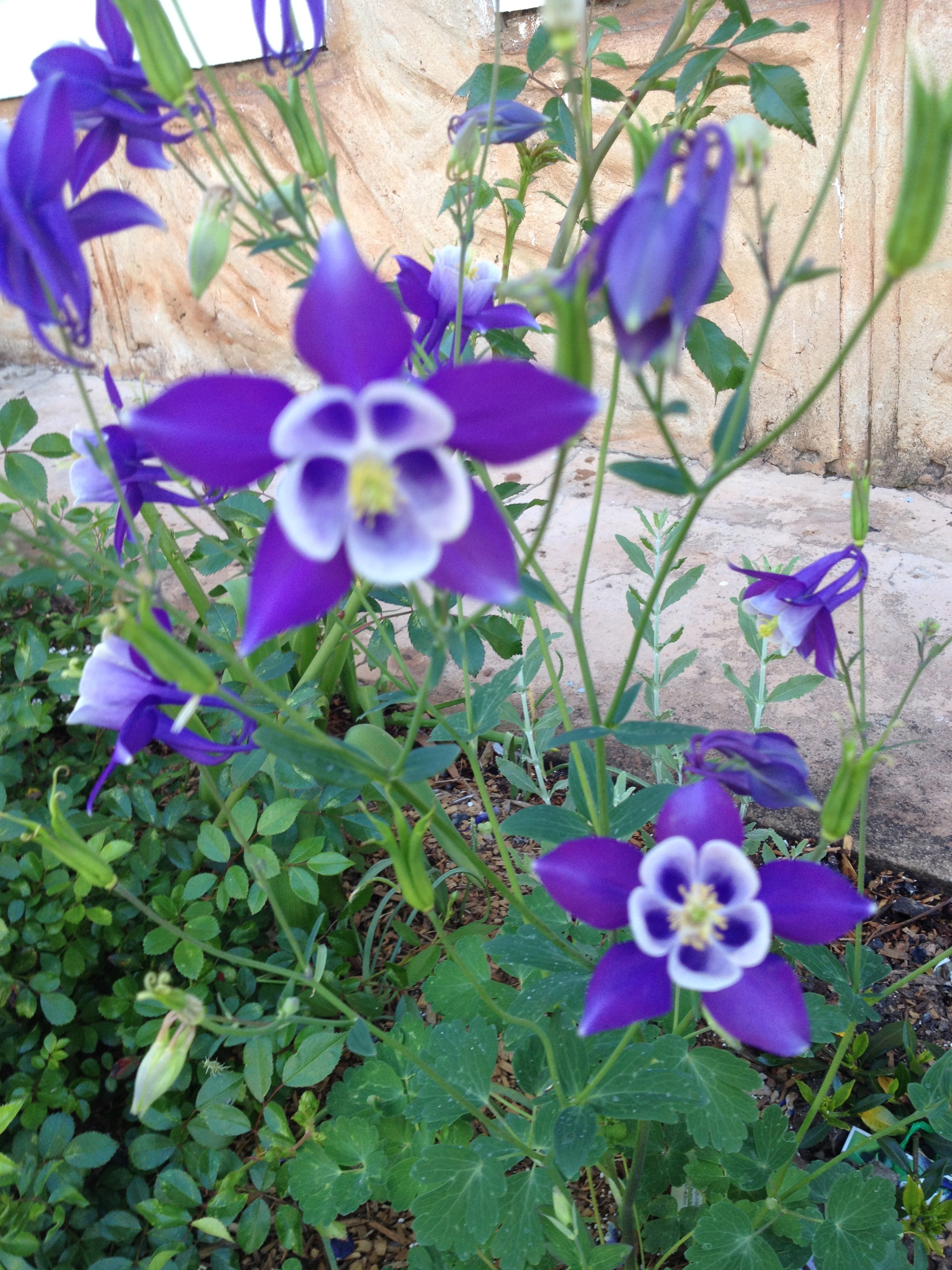 Aquilegia, Granny's Bonnet, Columbine – a flower by any other name ...