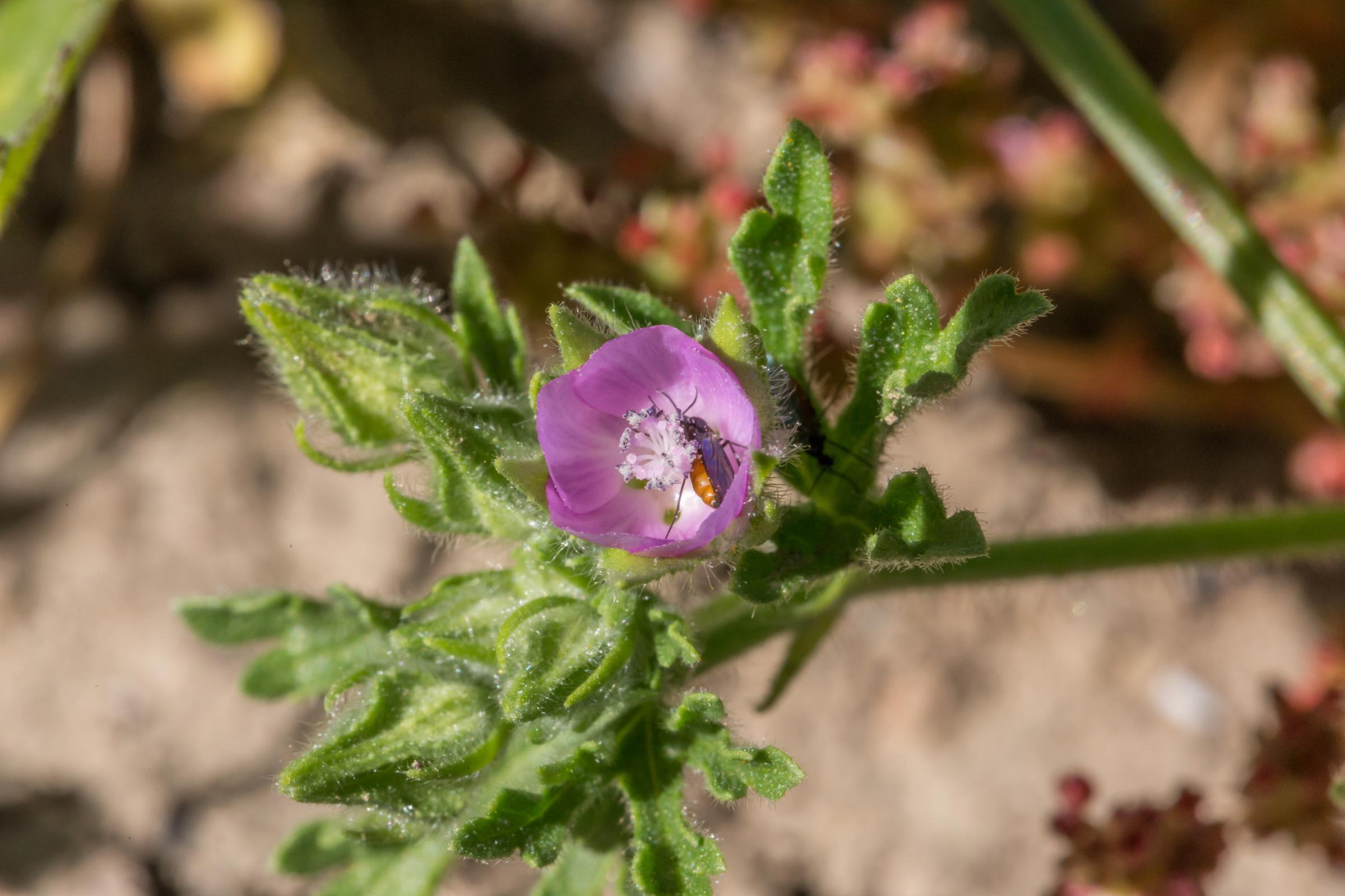 Rare Flower Discovered In Channel Islands | KCLU