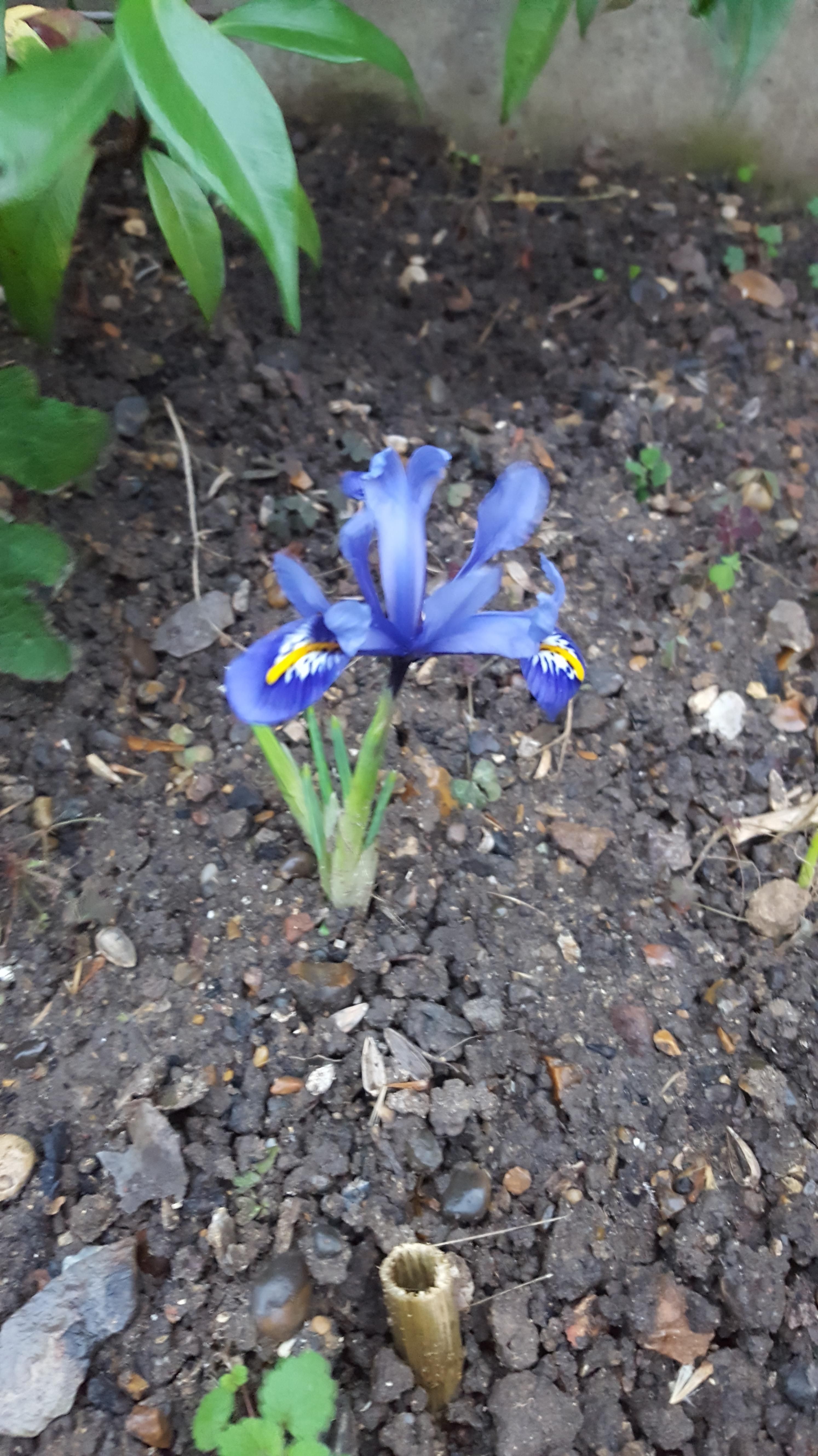 First flower of the year. It's been mild this January https://i.redd ...