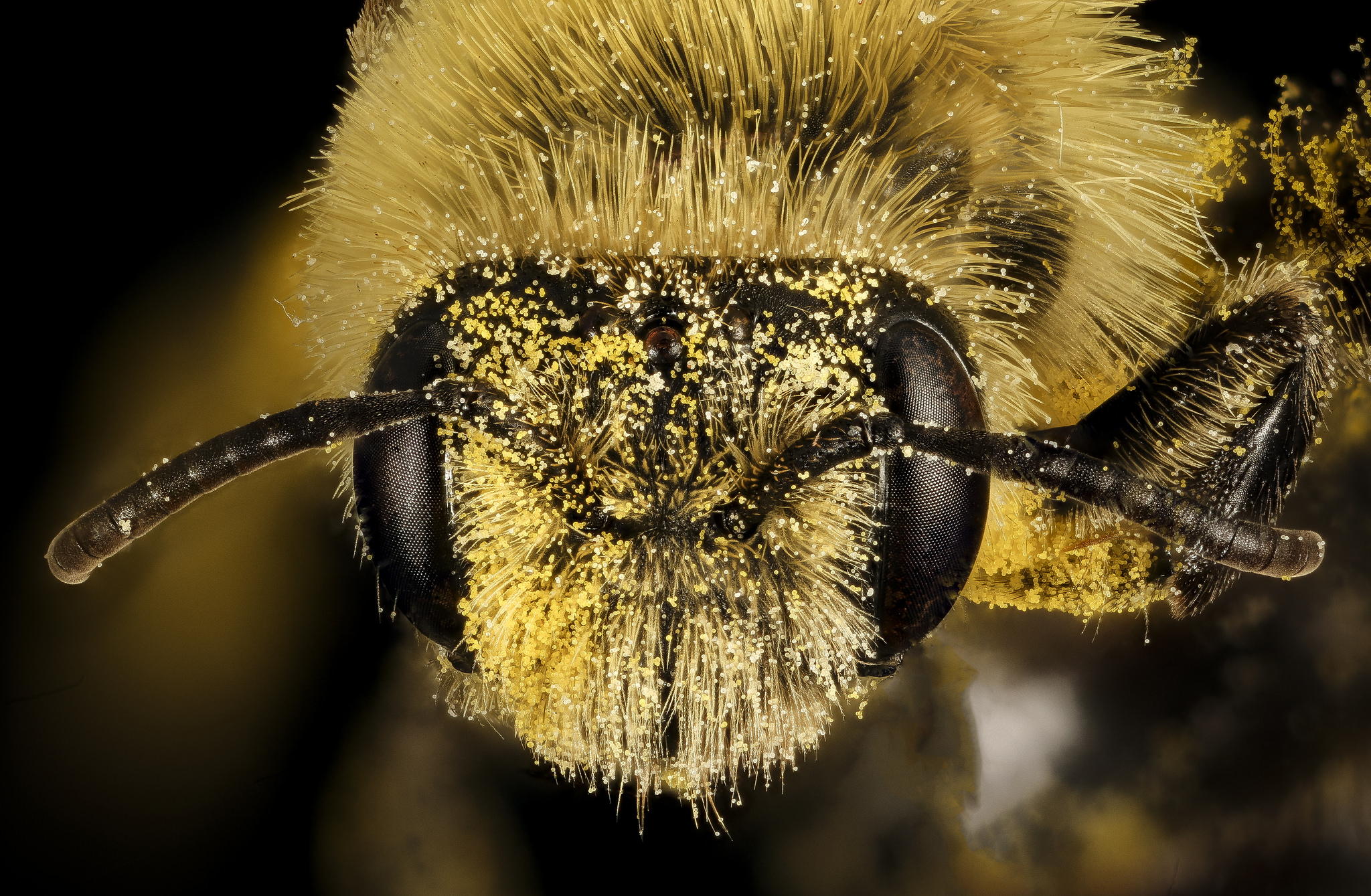 The Secret (Smart) Life of Bees - Science Friday