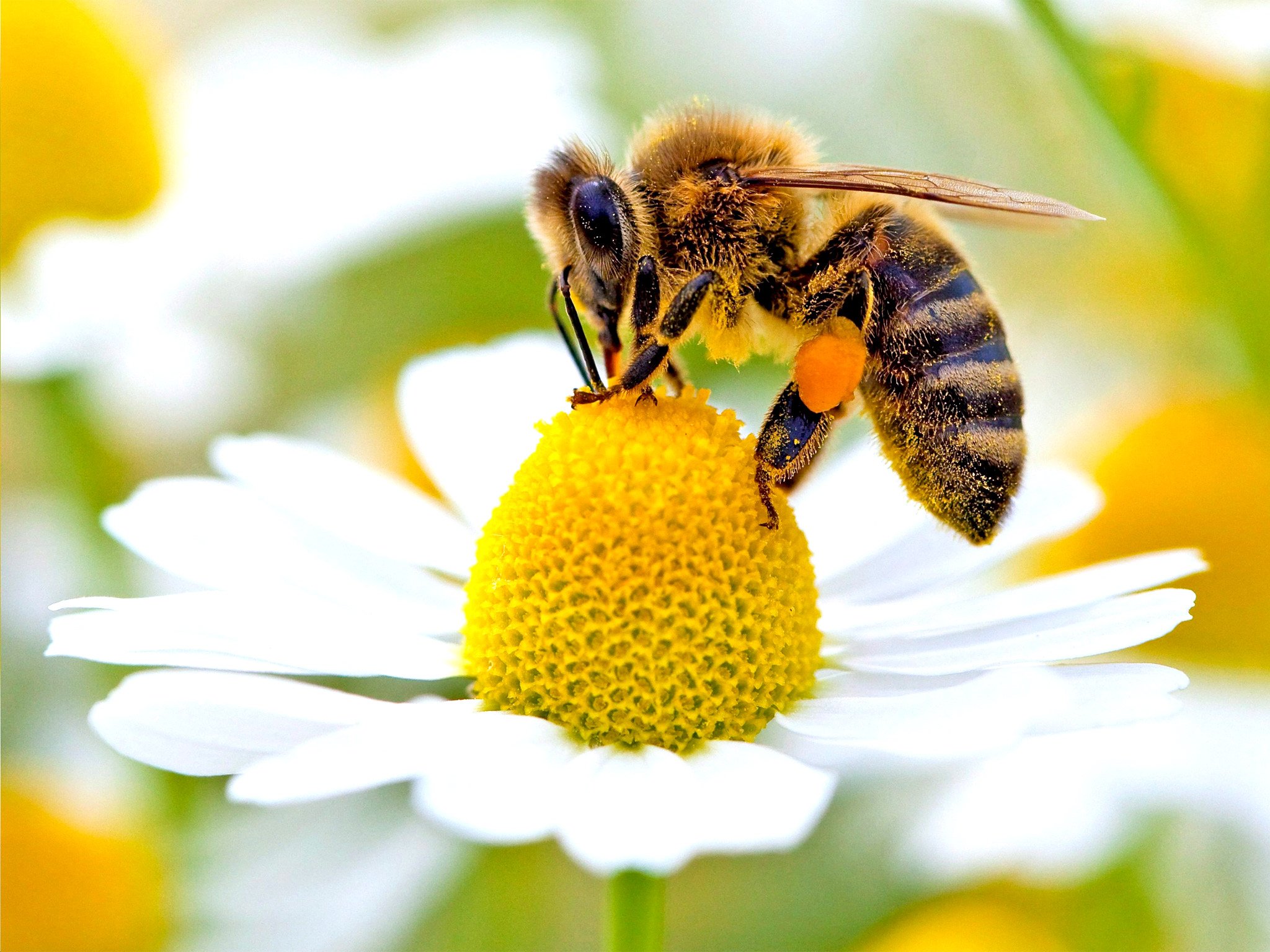 Wild bees 'just as important as honeybees' for pollinating food ...