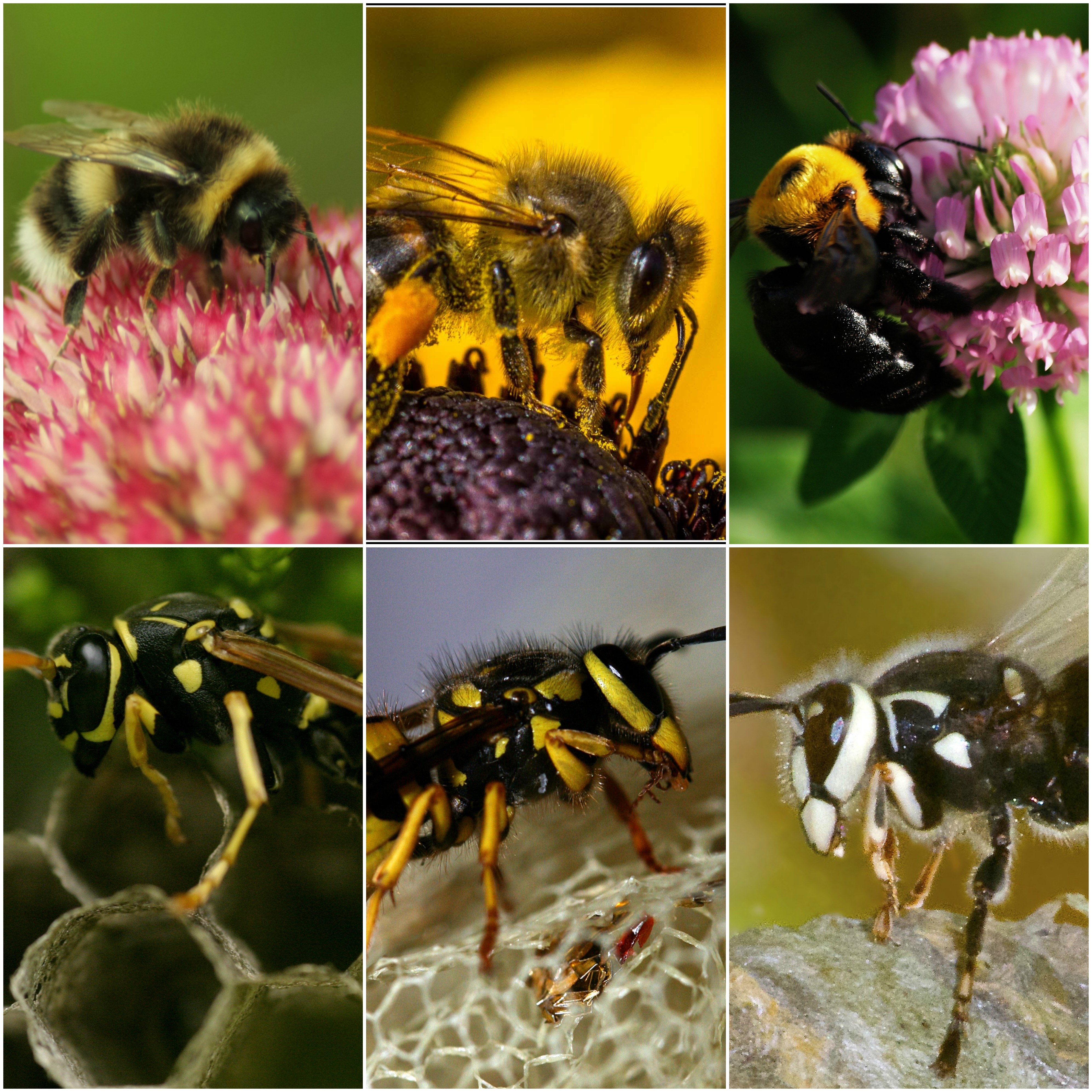 Фото пчелы и осы в сравнении