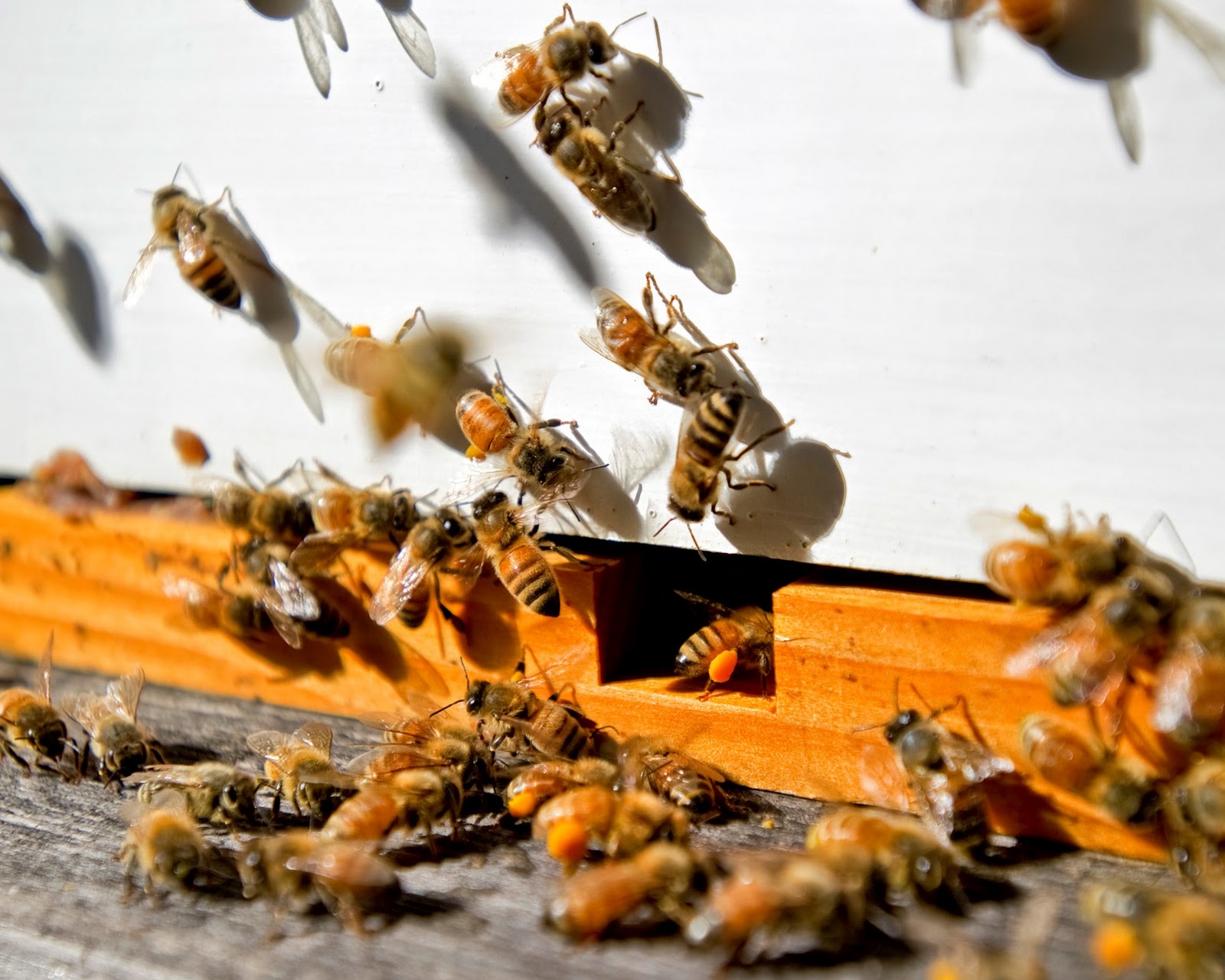 Bees entering bee hive photo