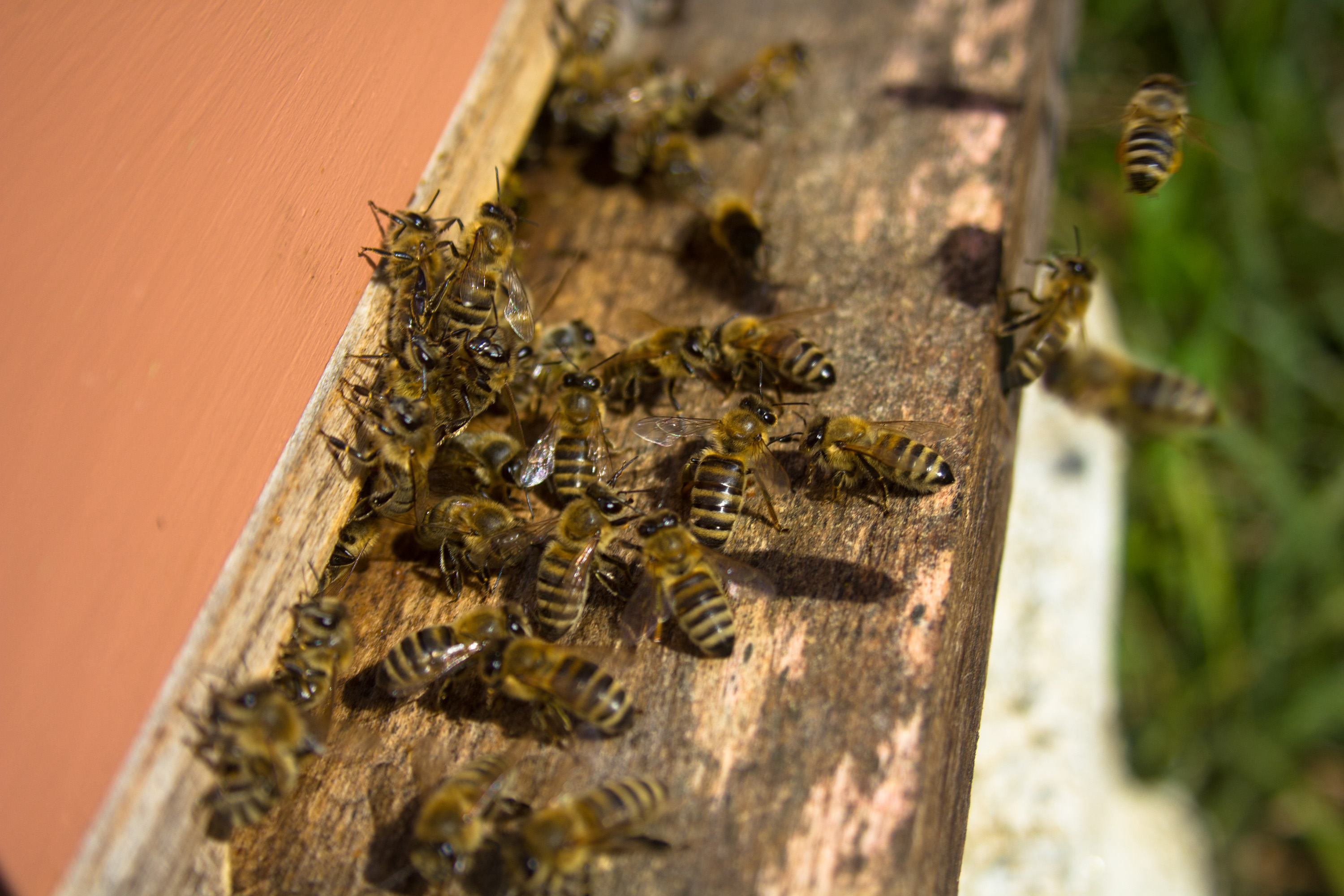 Bees entering bee hive photo