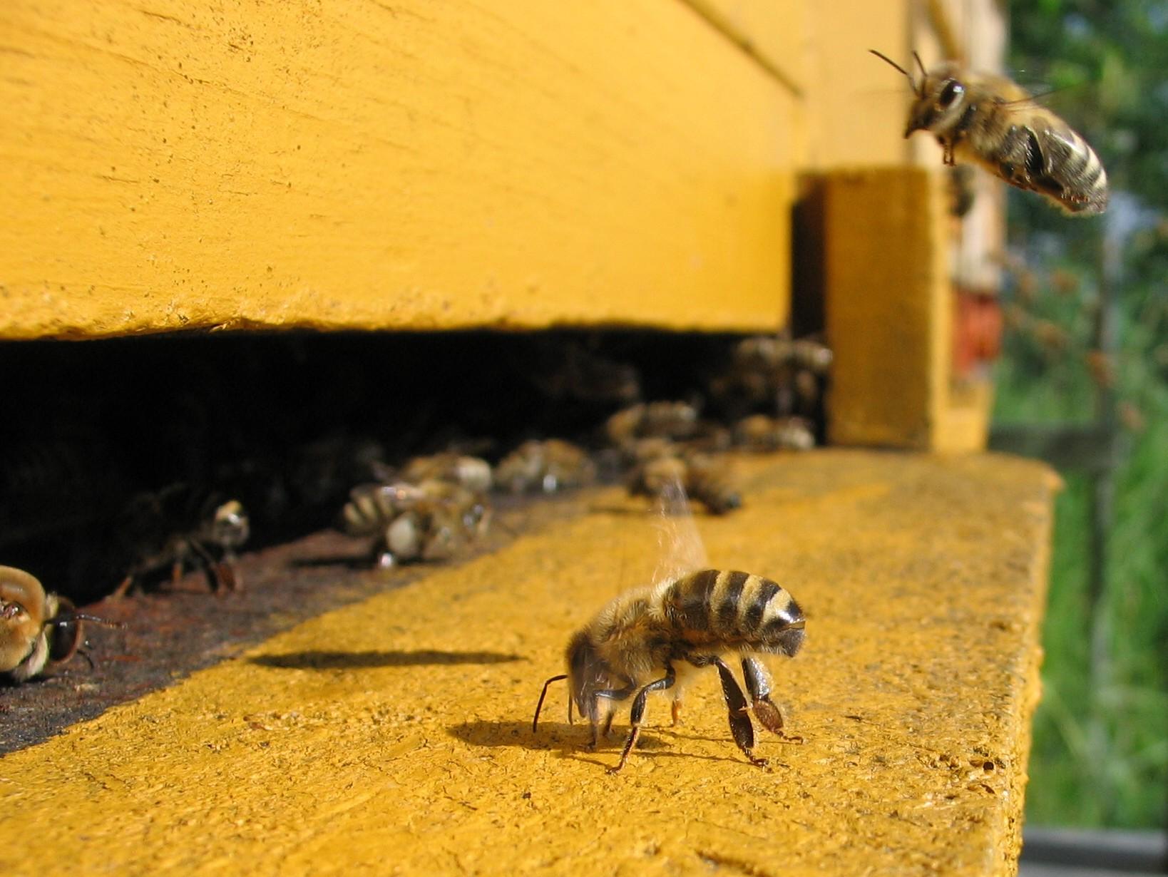Bee-Search' At Georgia Tech Gives Bees A New Urban Home | Georgia ...