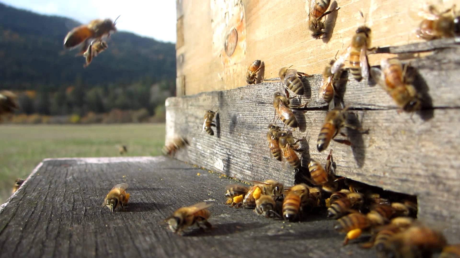 Amazing HD Honeybees Video!!! (High Definition) Beekeeping MUST ...