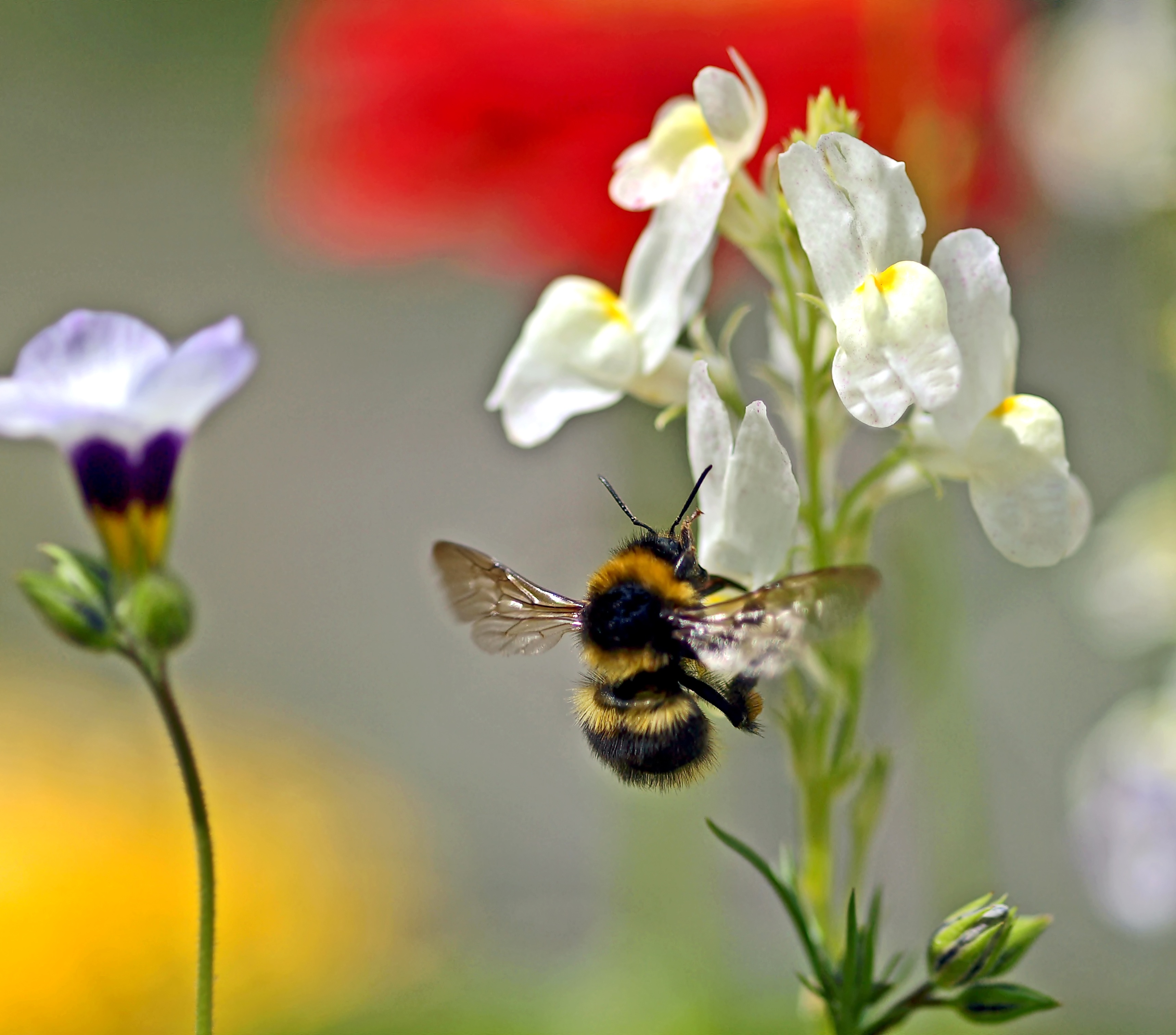 Bees in the garden photo
