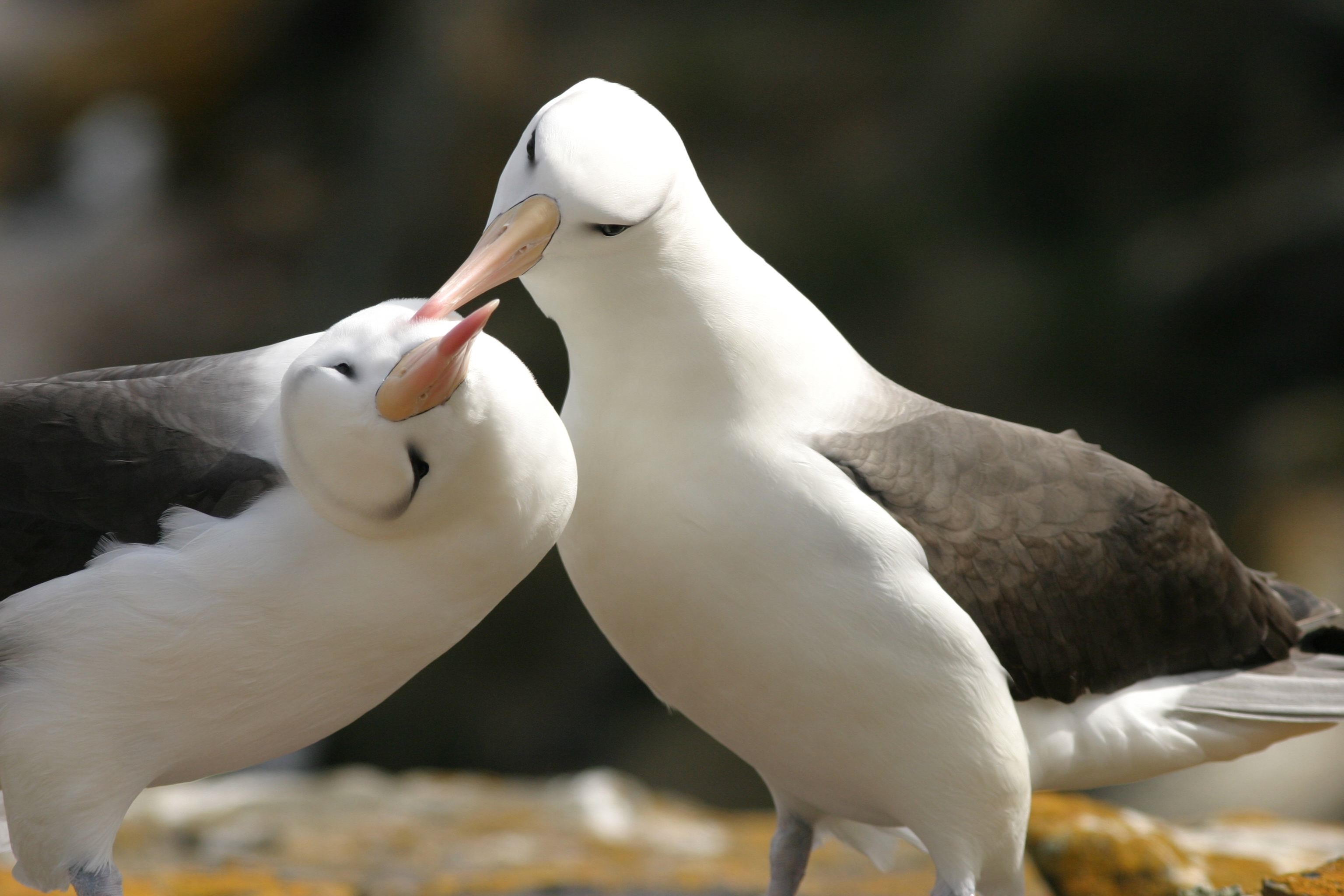 Birds don't do it, bees don't do it - why do we kiss? - The ...