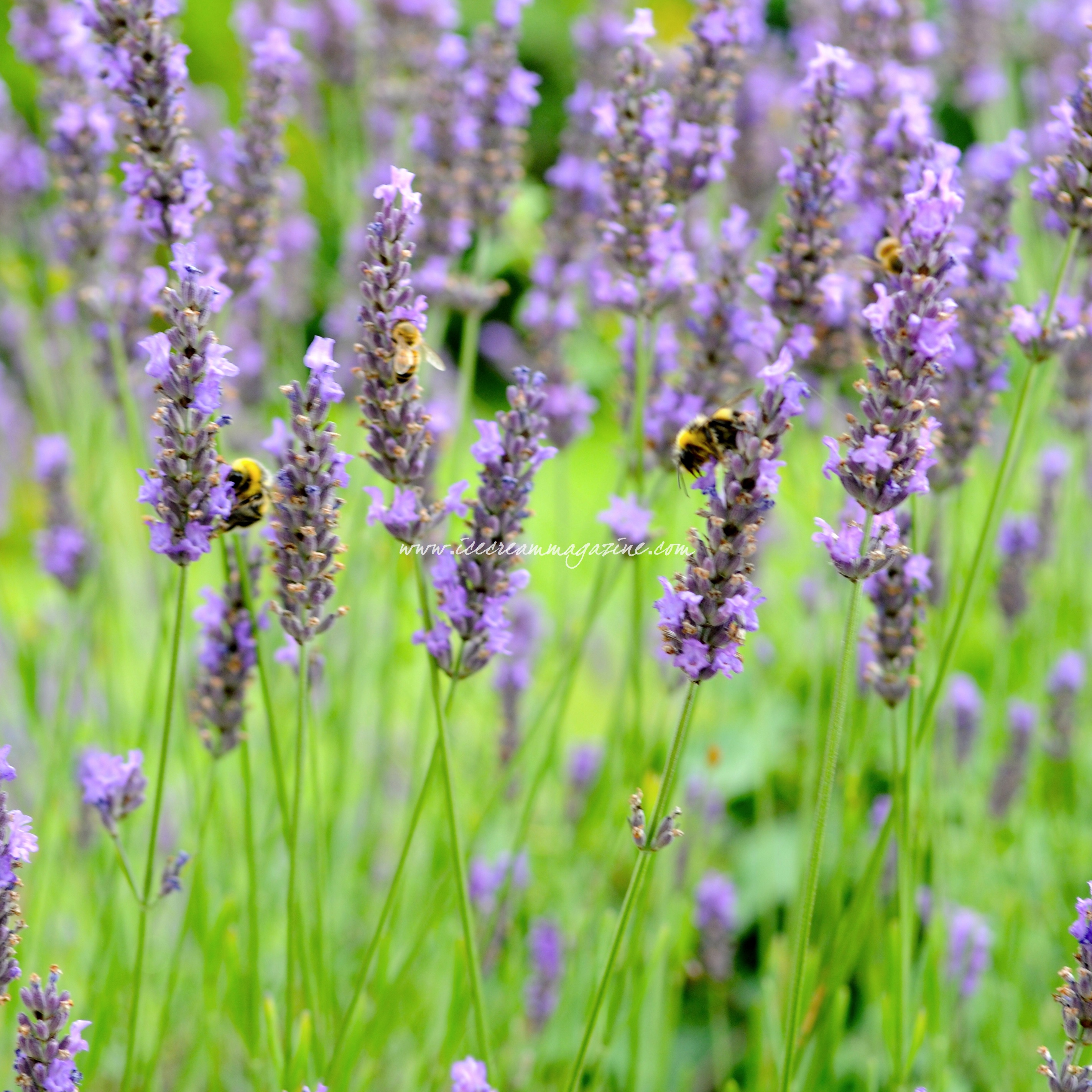lavender bees at work | ice cream magazine