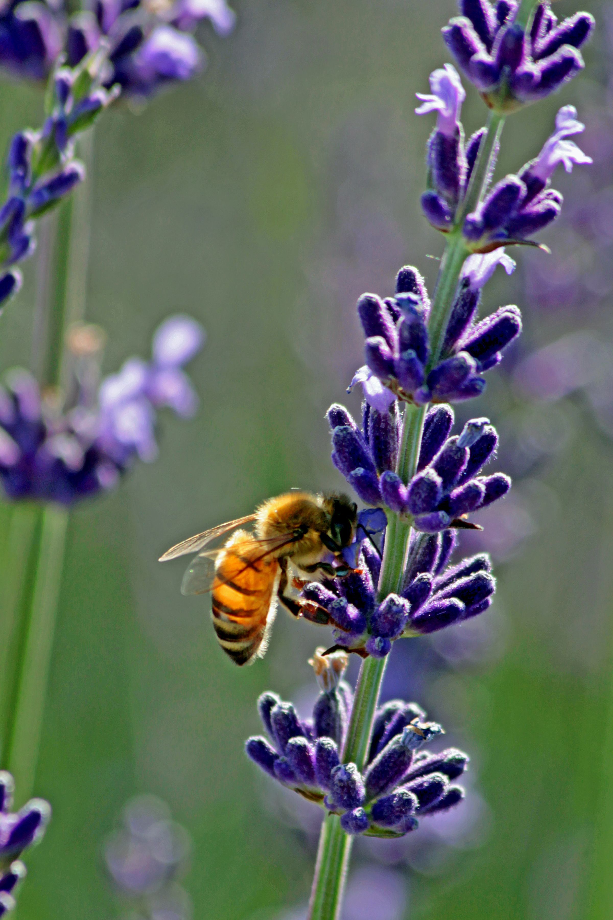 Bees are responsible for pollinating a third of our country's food ...