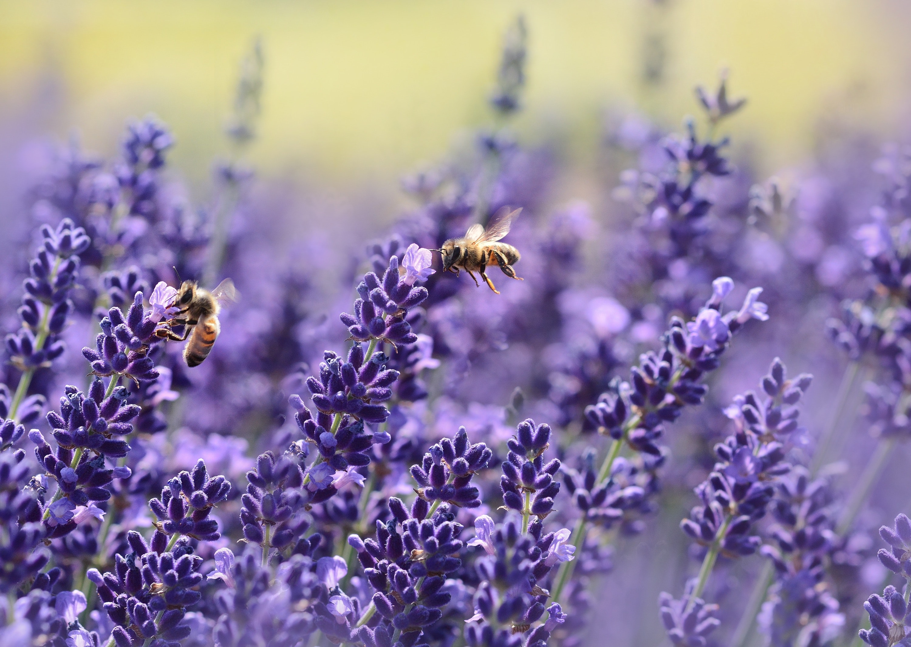 Bees on purple flower photo