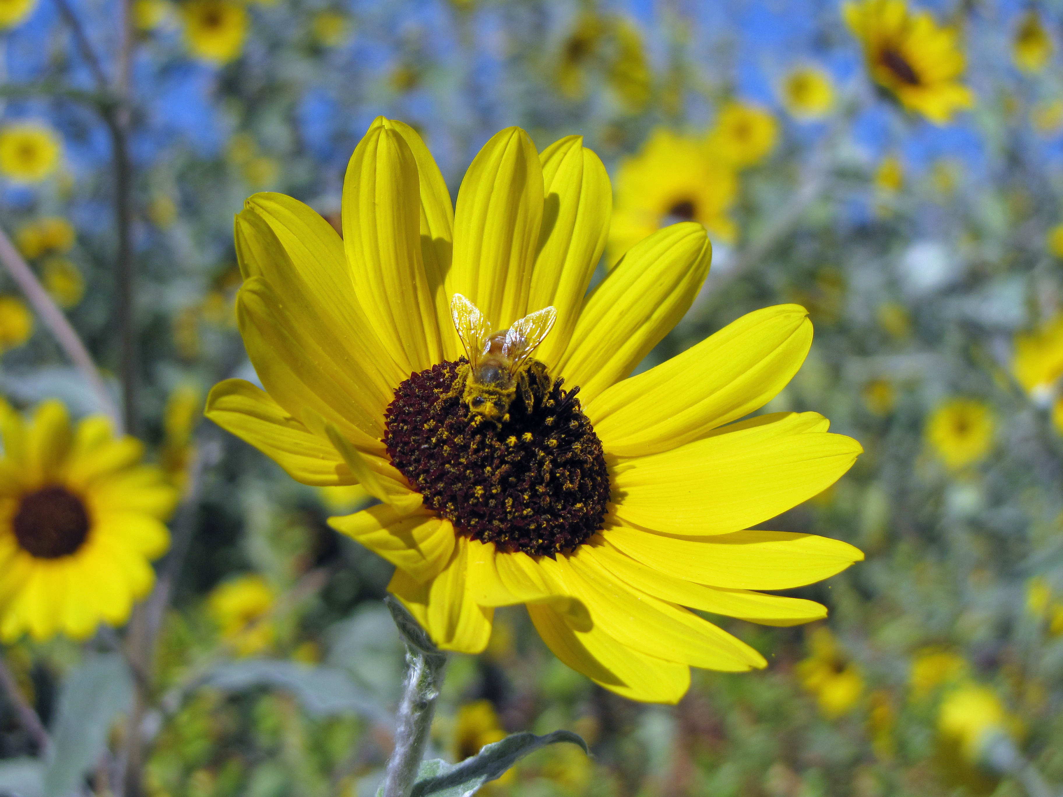 sunflowers « Four String Farm