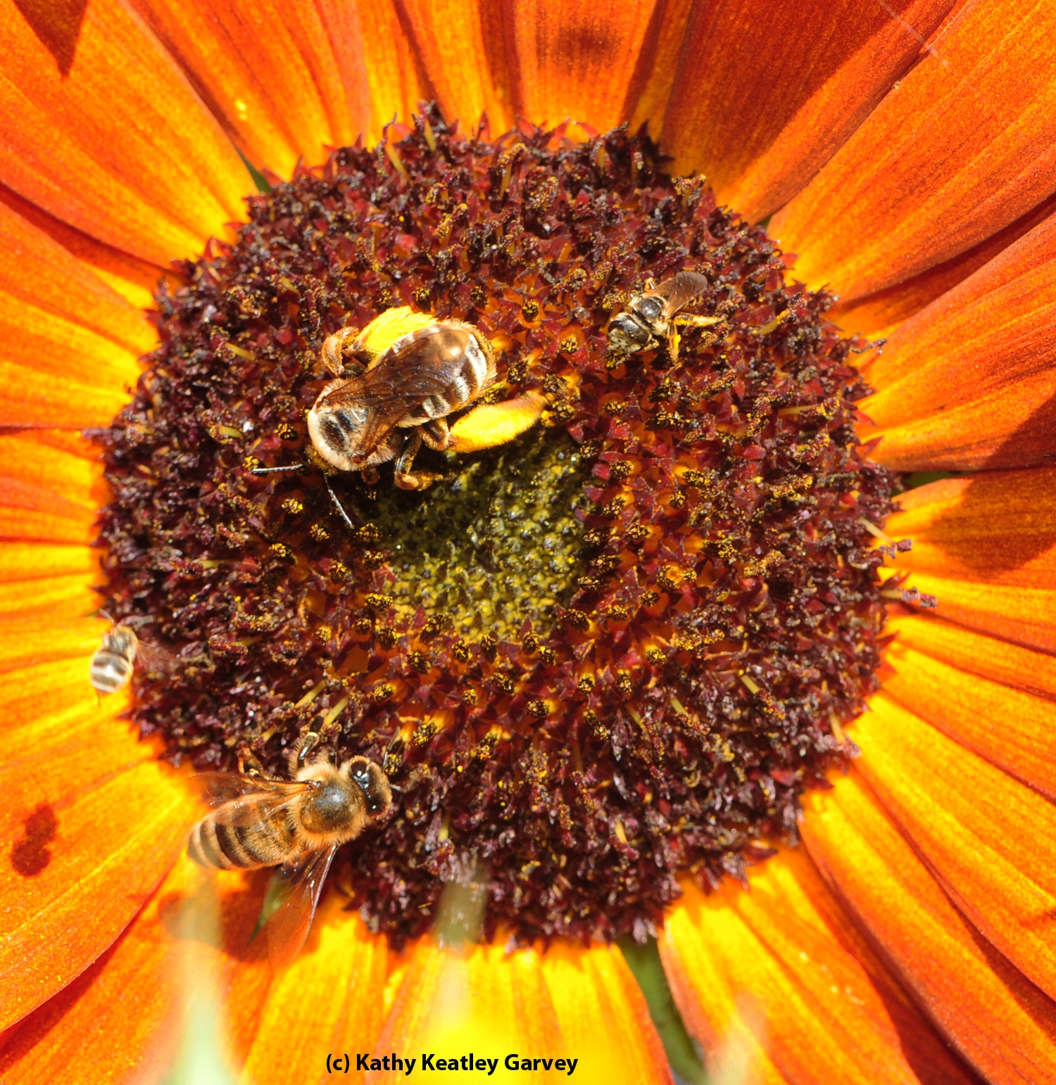 Sharing a Sunflower - Bug Squad - ANR Blogs