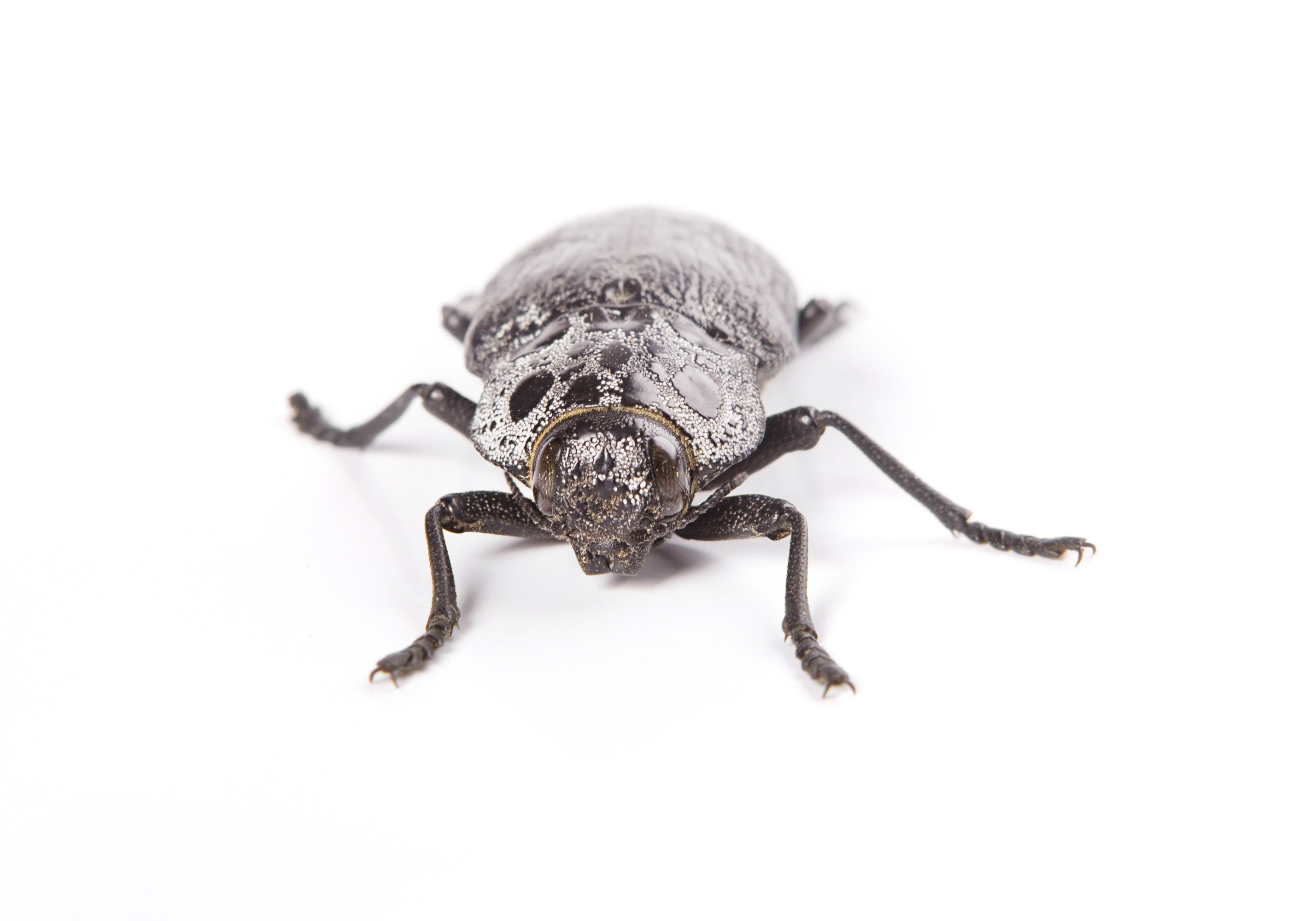 beetle, Animal, Black, Bug, Close-up, HQ Photo